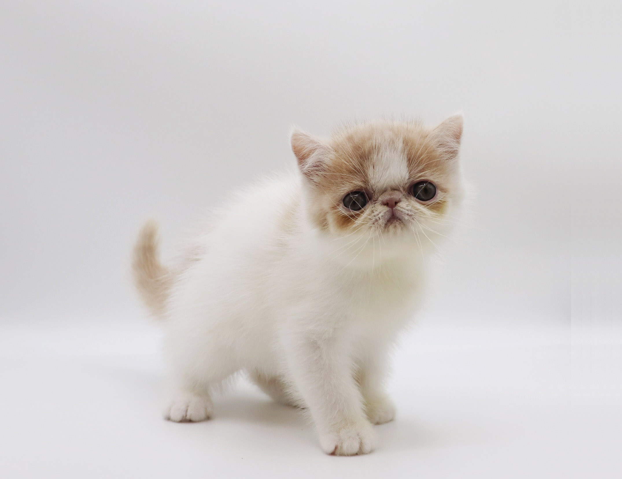 東京都のエキゾチック (DOG&CAT JOKER グリーンスプリングス立川店/2026年2月15日生まれ/女の子/クリームホワイト)の子猫の3枚目の画像