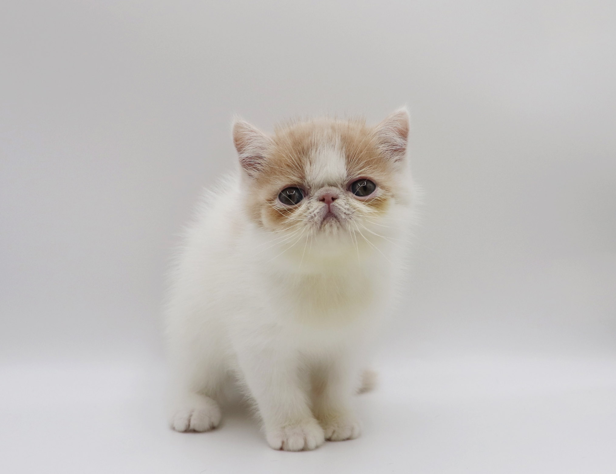 東京都のエキゾチック (DOG&CAT JOKER グリーンスプリングス立川店/2026年2月15日生まれ/女の子/クリームホワイト)の子猫の2枚目の画像