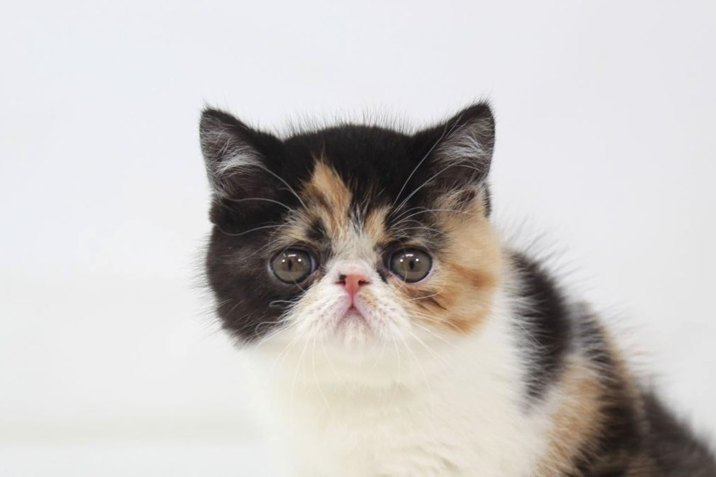 東京都のエキゾチック (DOG&CAT JOKER 二子玉川店 AVENUE/2026年2月15日生まれ/女の子/キャリコ)の子猫の1枚目の画像