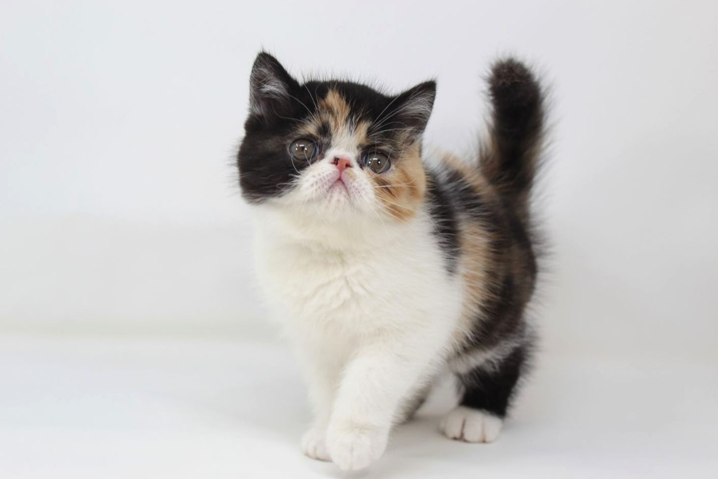 東京都のエキゾチック (DOG&CAT JOKER 二子玉川店 AVENUE/2026年2月15日生まれ/女の子/キャリコ)の子猫の2枚目の画像