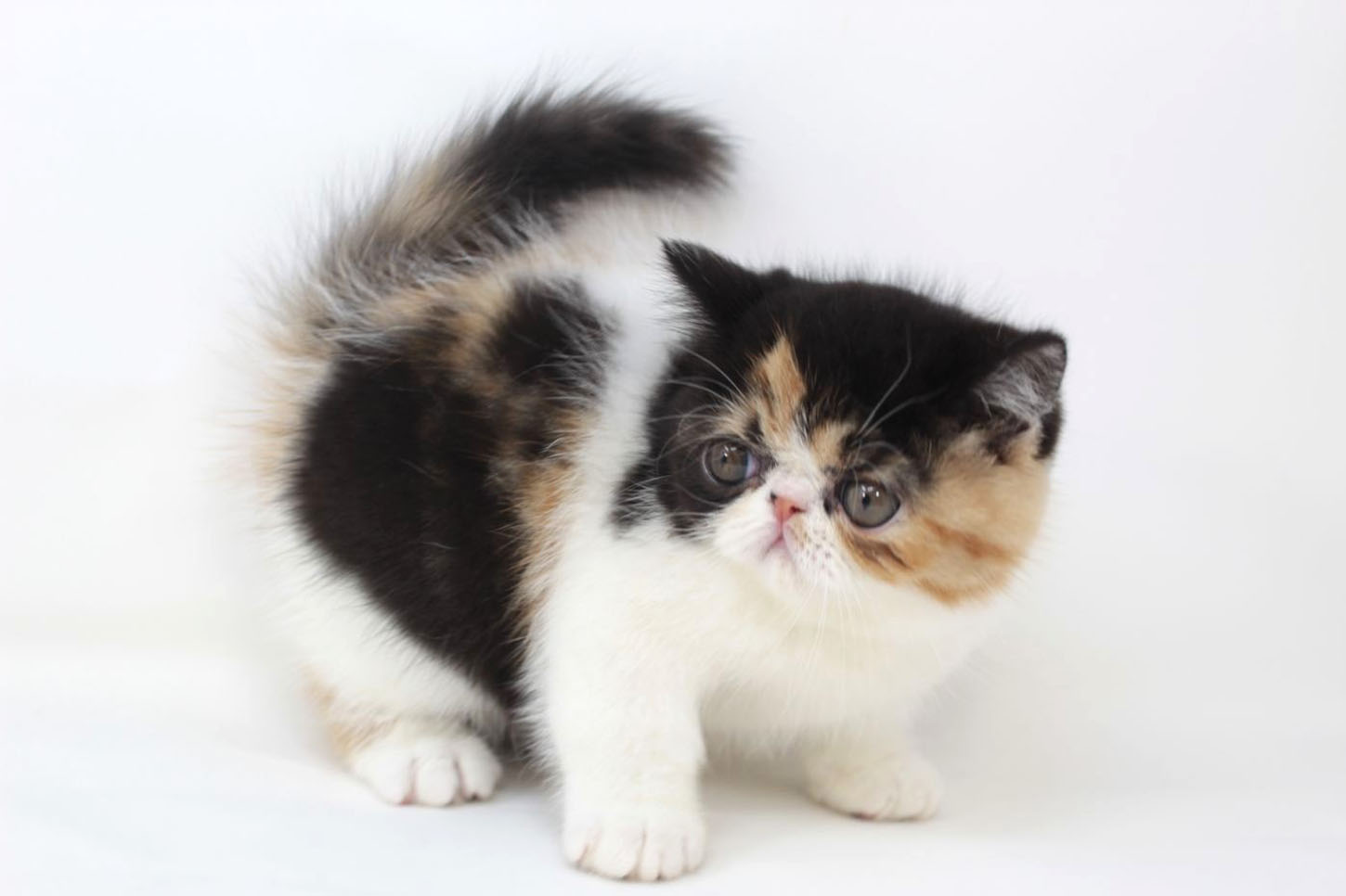 東京都のエキゾチック (DOG&CAT JOKER 二子玉川店 AVENUE/2026年2月15日生まれ/女の子/キャリコ)の子猫の3枚目の画像