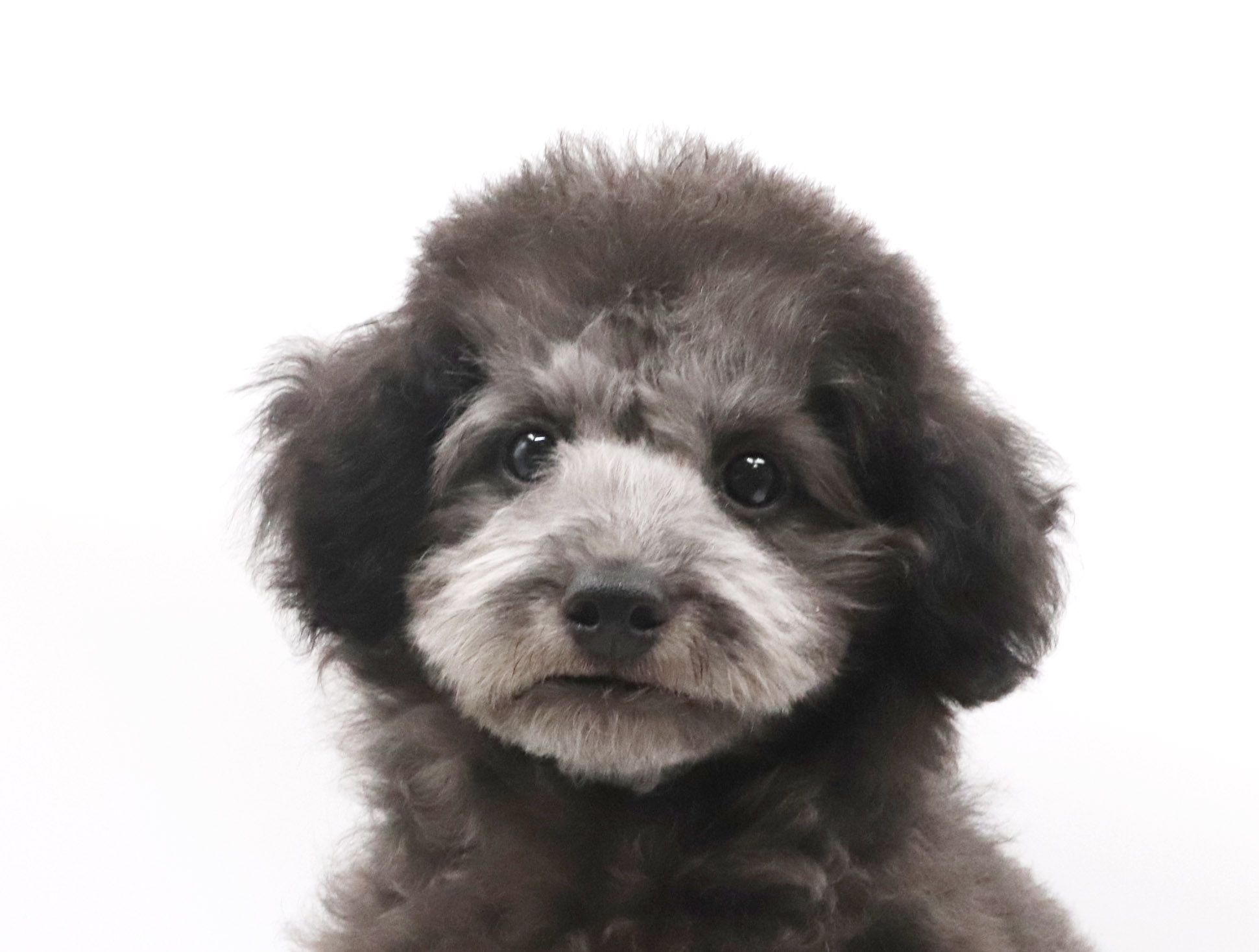 東京都のトイプードル(トイ) (DOG&CAT JOKER グリーンスプリングス立川店/2026年2月14日生まれ/男の子/シルバー)の子犬の1枚目の画像