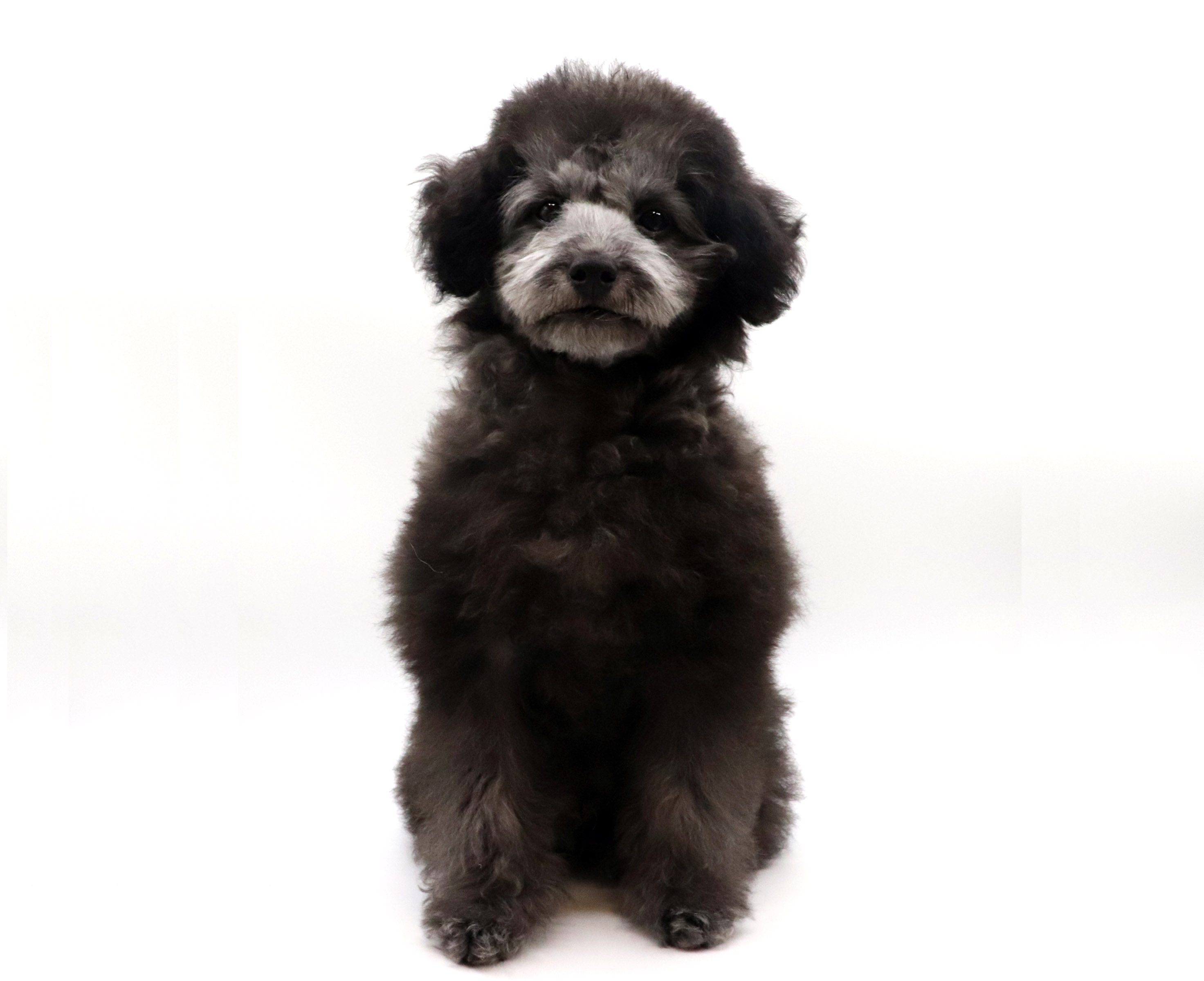 東京都のトイプードル(トイ) (DOG&CAT JOKER グリーンスプリングス立川店/2026年2月14日生まれ/男の子/シルバー)の子犬の2枚目の画像