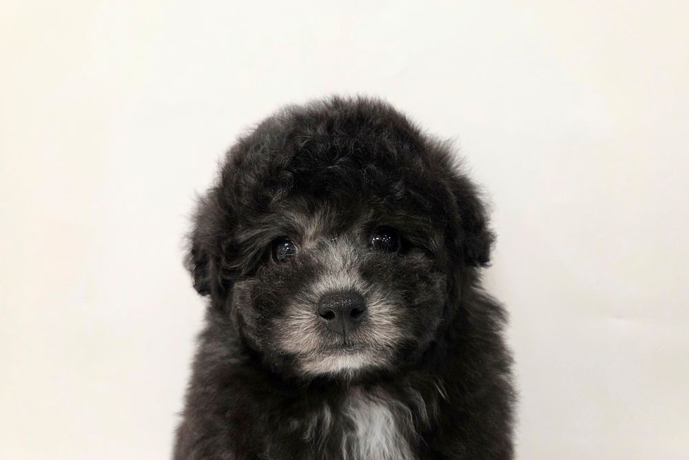 神奈川県のトイプードル(トイ) (DOG&CAT JOKER そごう横浜店/2026年2月14日生まれ/女の子/シルバー)の子犬の1枚目の画像