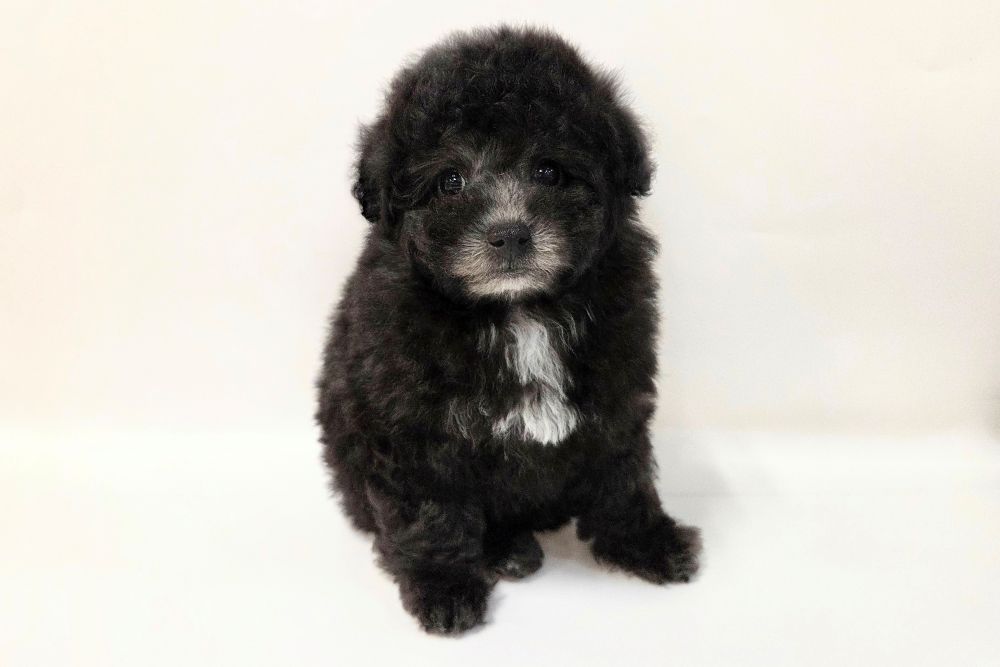 神奈川県のトイプードル(トイ) (DOG&CAT JOKER そごう横浜店/2026年2月14日生まれ/女の子/シルバー)の子犬の2枚目の画像