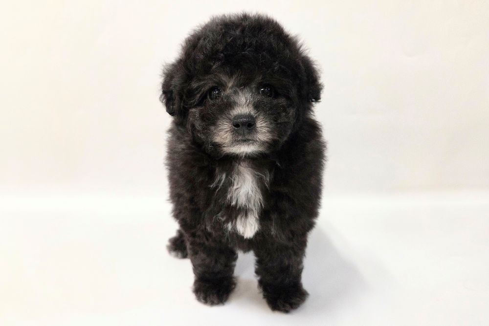 神奈川県のトイプードル(トイ) (DOG&CAT JOKER そごう横浜店/2026年2月14日生まれ/女の子/シルバー)の子犬の3枚目の画像