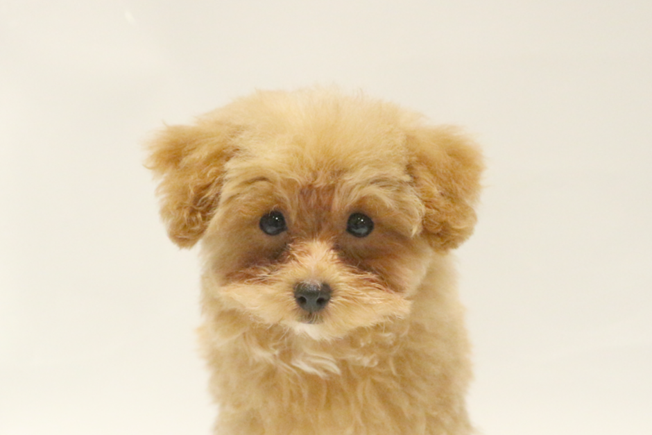 東京都のトイプードル(トイ) (DOG&CAT JOKER コピス吉祥寺店/2026年2月10日生まれ/男の子/アプリコット)の子犬の1枚目の画像