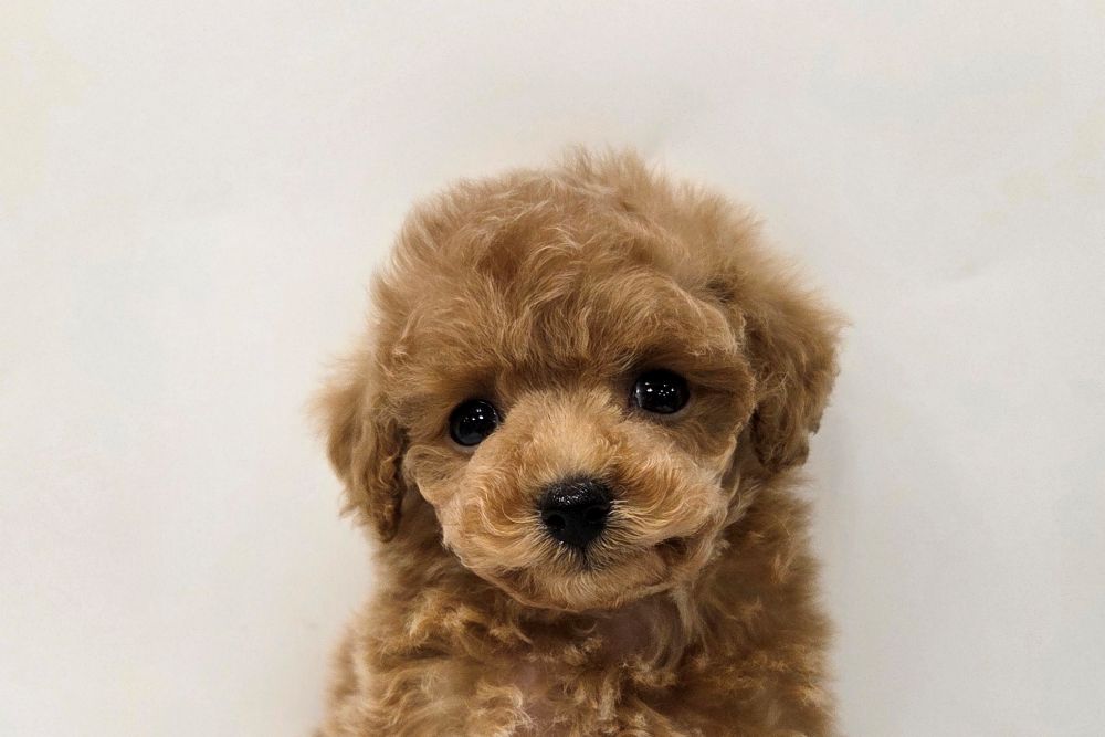 神奈川県のトイプードル(トイ) (DOG&CAT JOKER そごう横浜店/2026年2月10日生まれ/女の子/アプリコット)の子犬の1枚目の画像