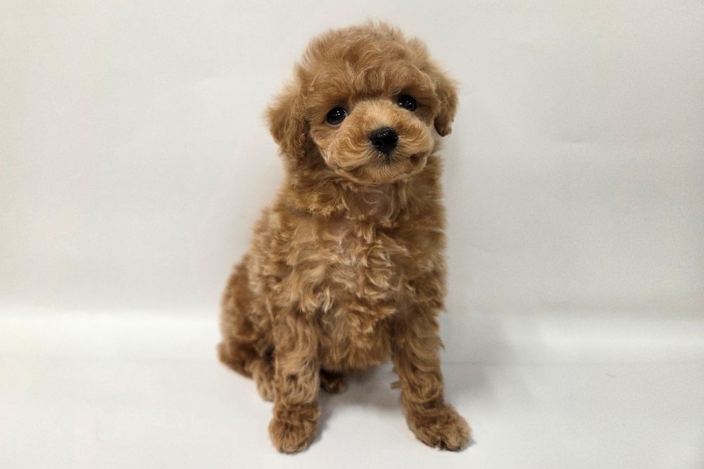 神奈川県のトイプードル(トイ) (DOG&CAT JOKER そごう横浜店/2026年2月10日生まれ/女の子/アプリコット)の子犬の2枚目の画像