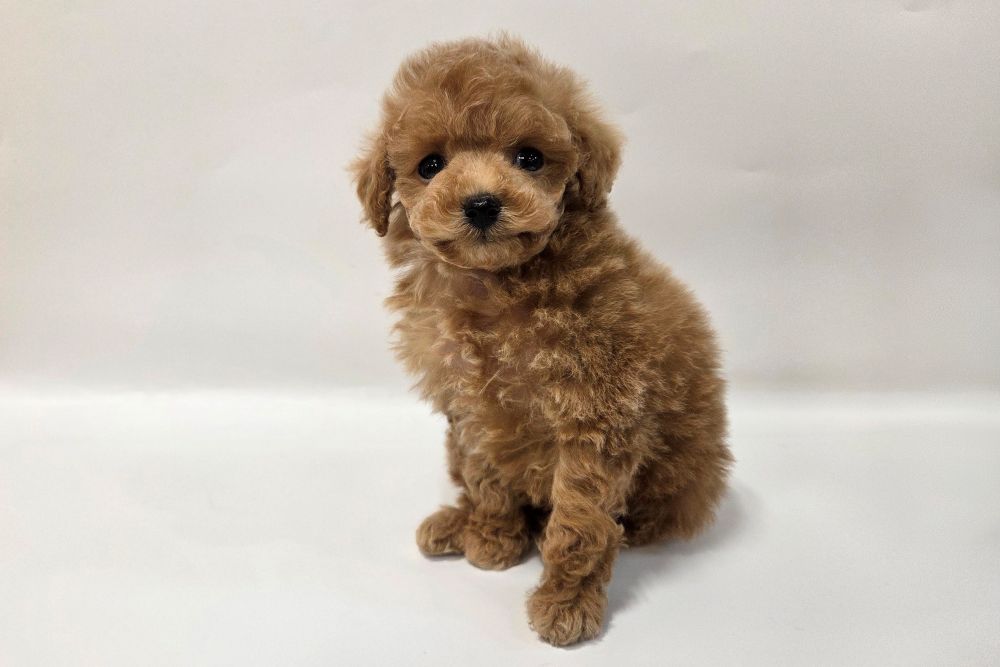 神奈川県のトイプードル(トイ) (DOG&CAT JOKER そごう横浜店/2026年2月10日生まれ/女の子/アプリコット)の子犬の3枚目の画像