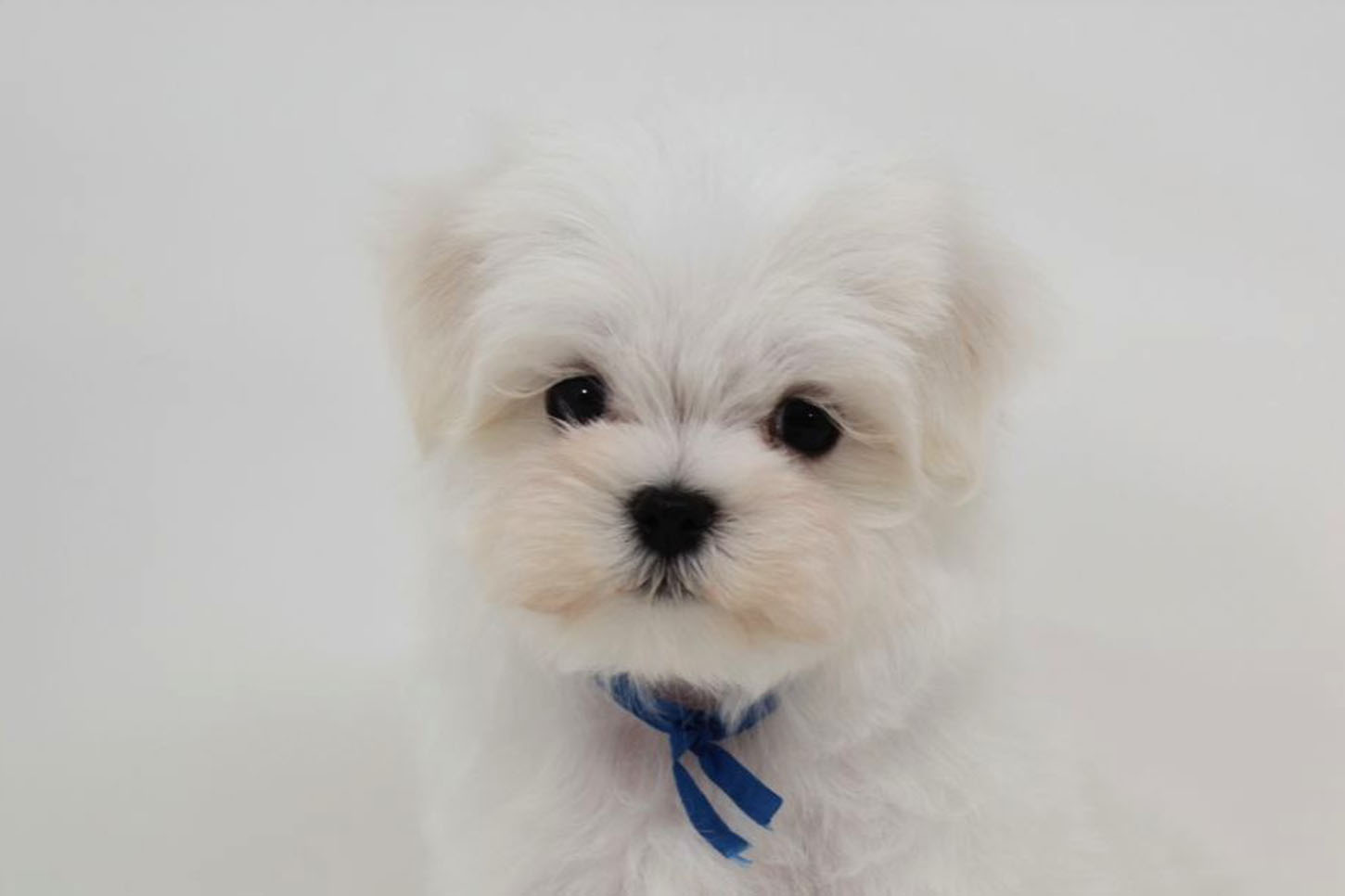 東京都のマルチーズ (DOG&CAT JOKER 二子玉川店 AVENUE/2026年2月11日生まれ/男の子/ホワイト)の子犬の1枚目の画像