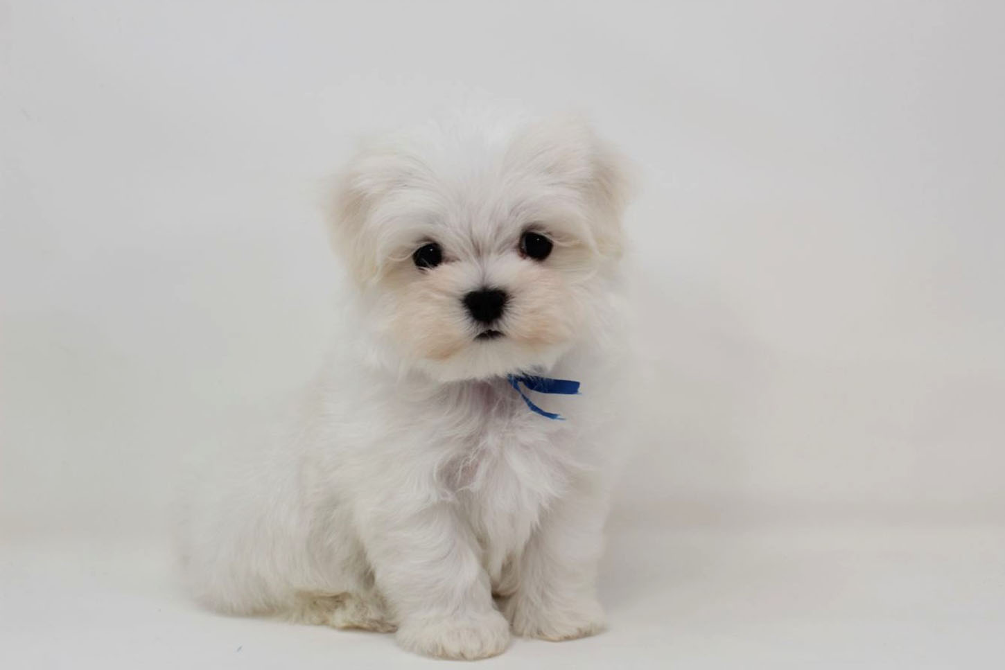 東京都のマルチーズ (DOG&CAT JOKER 二子玉川店 AVENUE/2026年2月11日生まれ/男の子/ホワイト)の子犬の2枚目の画像