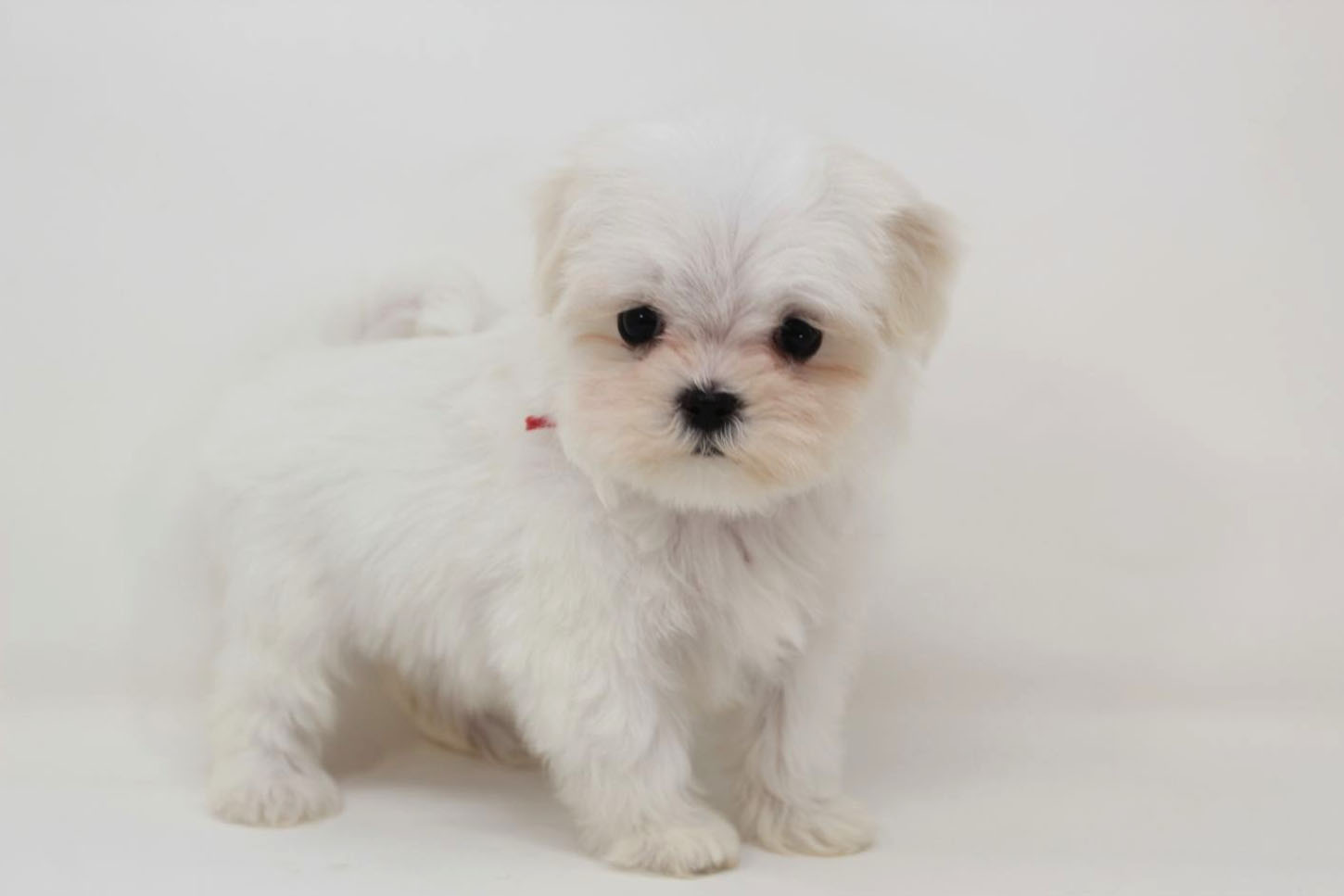 東京都のマルチーズ (DOG&CAT JOKER 二子玉川店 AVENUE/2026年2月11日生まれ/女の子/ホワイト)の子犬の2枚目の画像