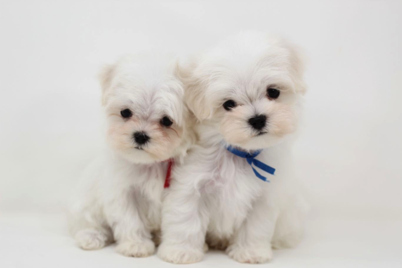 東京都のマルチーズ (DOG&CAT JOKER 二子玉川店 AVENUE/2026年2月11日生まれ/女の子/ホワイト)の子犬の3枚目の画像