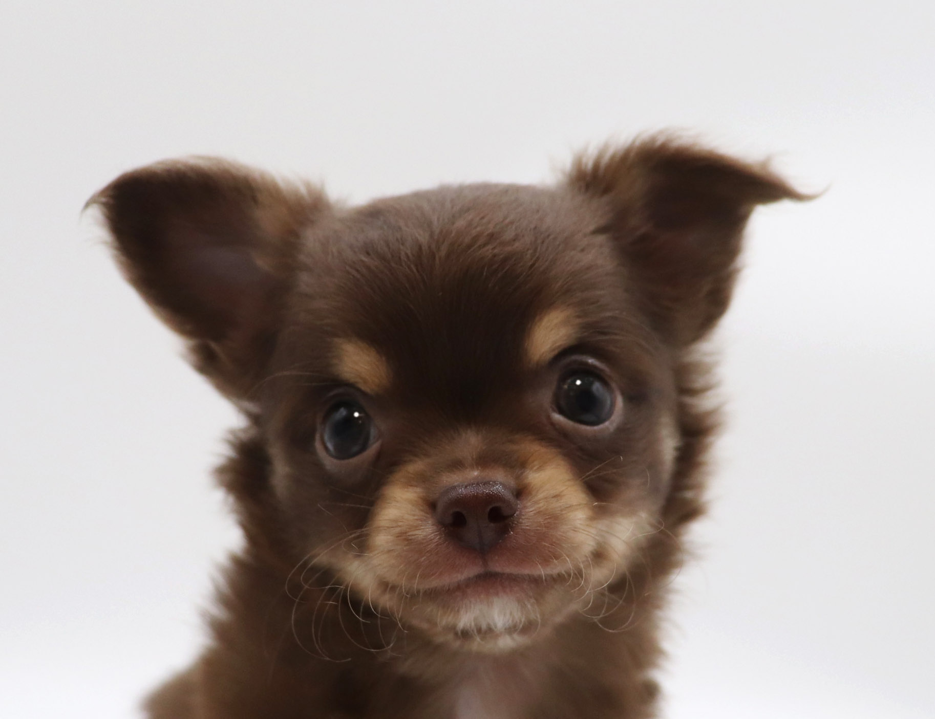 東京都のチワワ(ロング) (DOG&CAT JOKER グリーンスプリングス立川店/2026年2月21日生まれ/男の子/チョコレートタン)の子犬の1枚目の画像