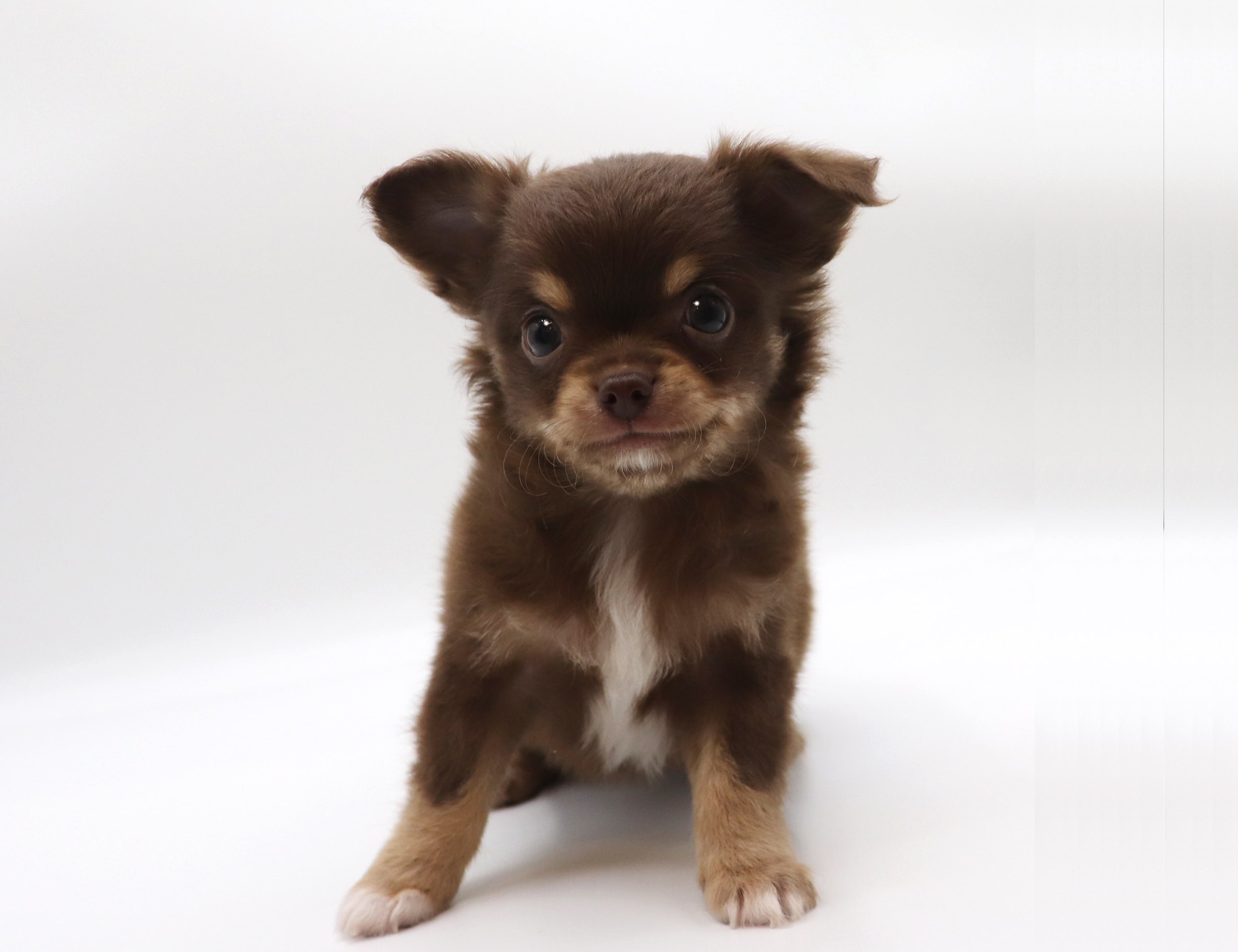 東京都のチワワ(ロング) (DOG&CAT JOKER グリーンスプリングス立川店/2026年2月21日生まれ/男の子/チョコレートタン)の子犬の2枚目の画像