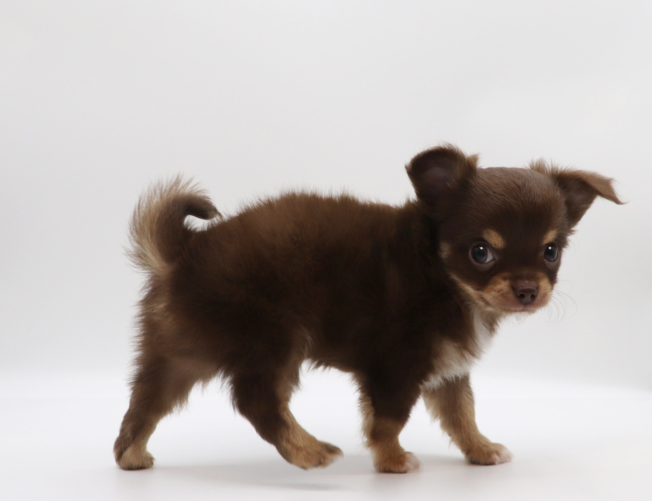 東京都のチワワ(ロング) (DOG&CAT JOKER グリーンスプリングス立川店/2026年2月21日生まれ/男の子/チョコレートタン)の子犬の3枚目の画像