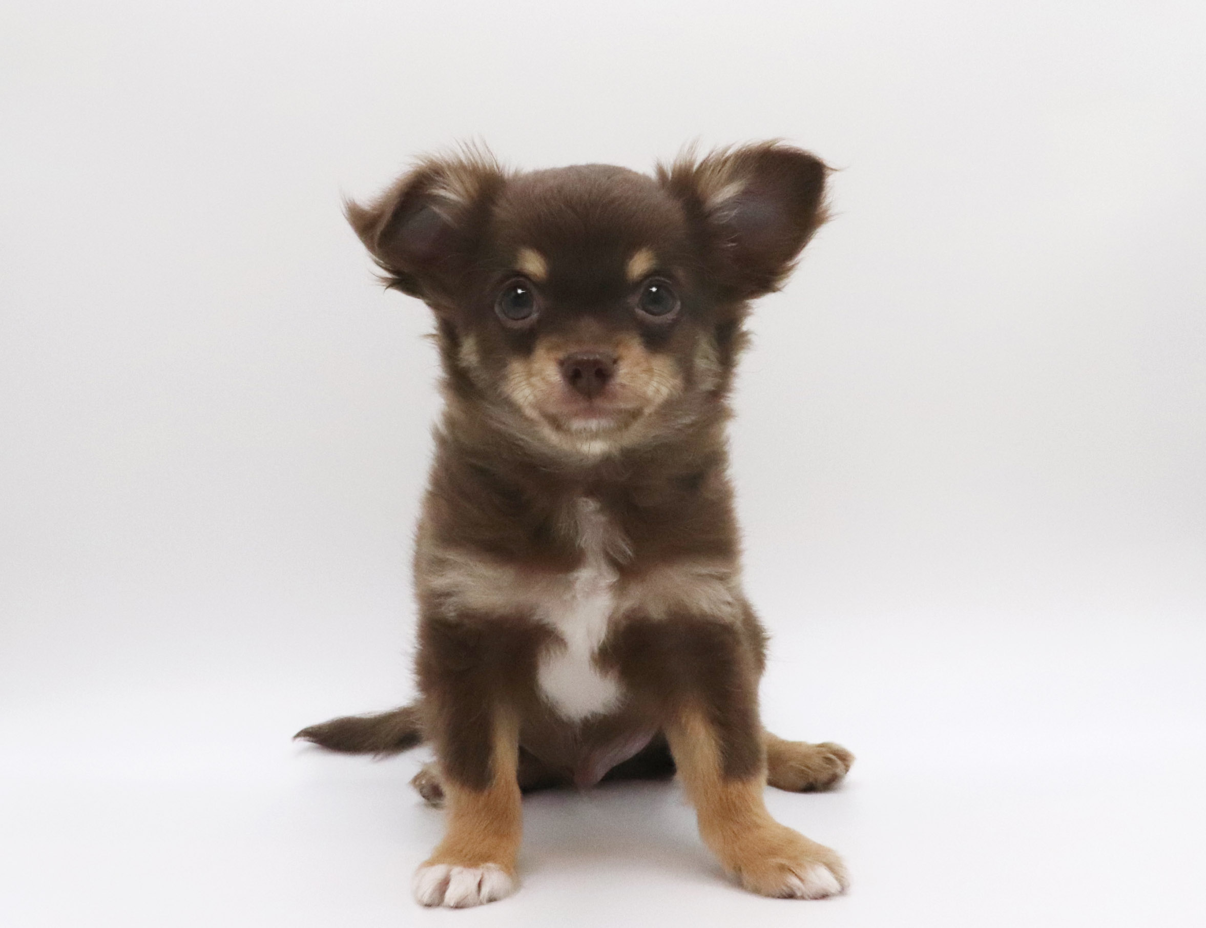 東京都のチワワ(ロング) (DOG&CAT JOKER グリーンスプリングス立川店/2026年2月21日生まれ/男の子/チョコレートタンホワイト)の子犬の2枚目の画像