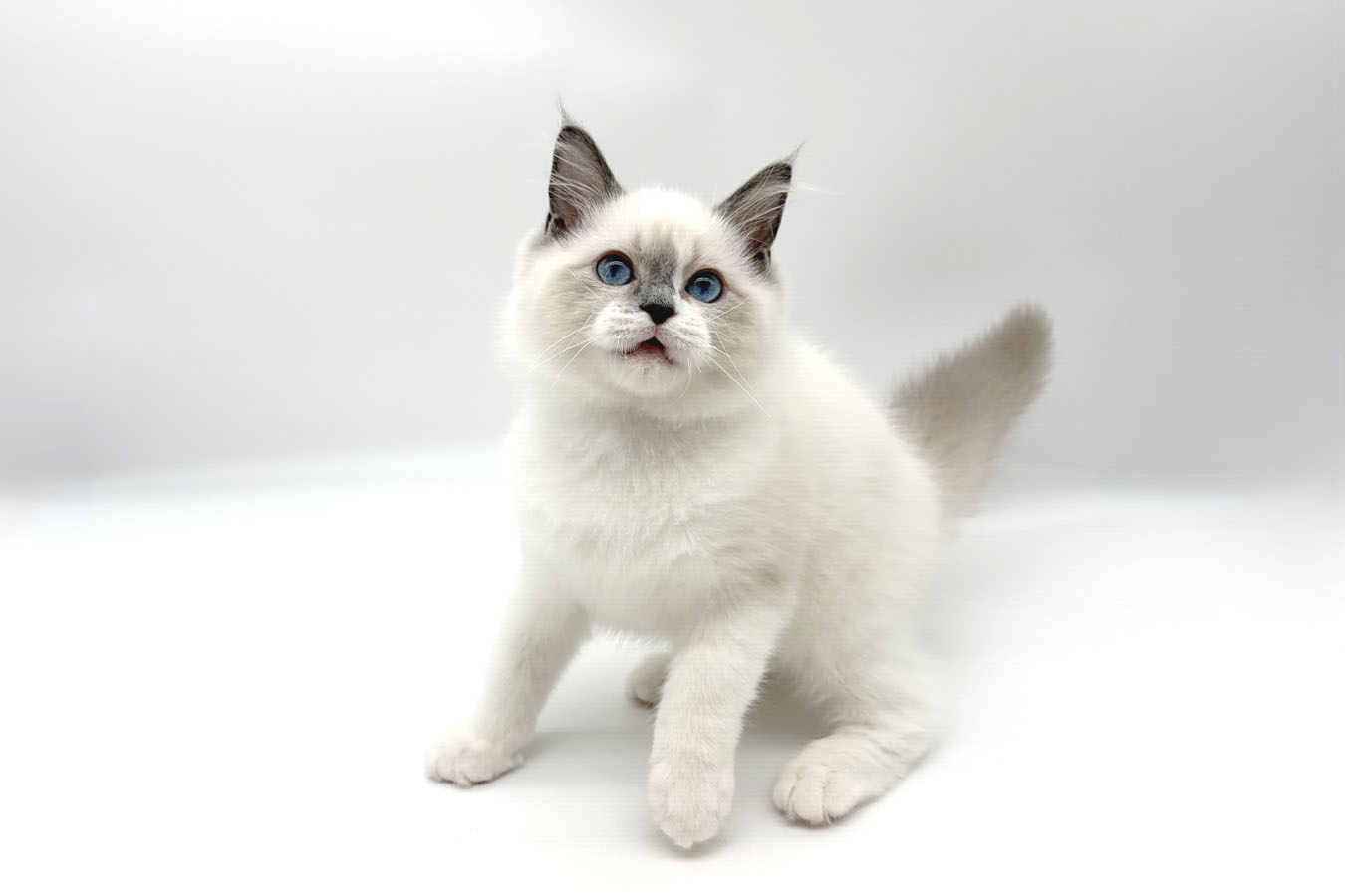 千葉県のラグドール (DOG&CAT JOKER ユニモちはら台店/2026年2月18日生まれ/男の子/ブルーポイントミテッド)の子猫の2枚目の画像