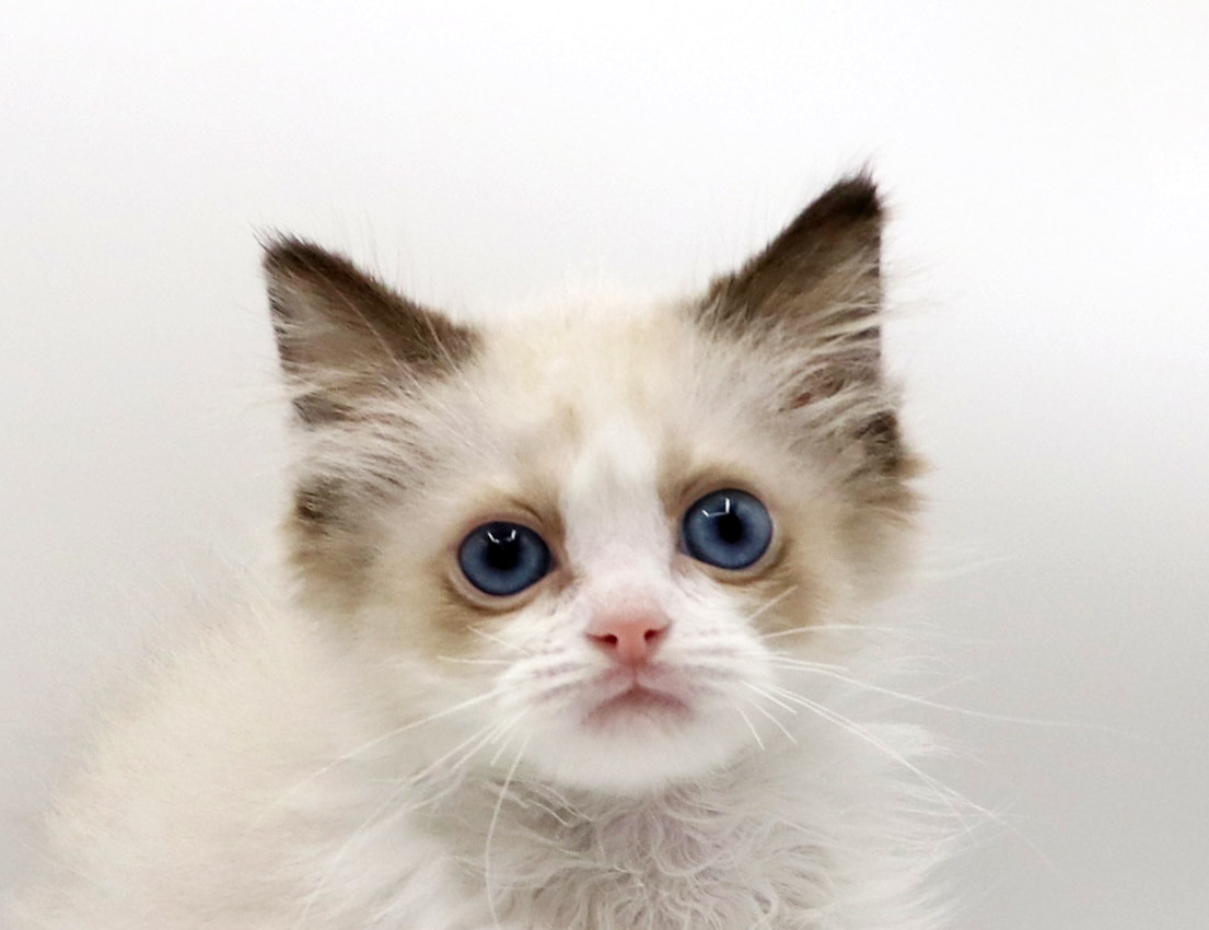 東京都のラグドール (DOG&CAT JOKER グリーンスプリングス立川店/2026年2月18日生まれ/女の子/シールポイントバイカラー)の子猫の1枚目の画像