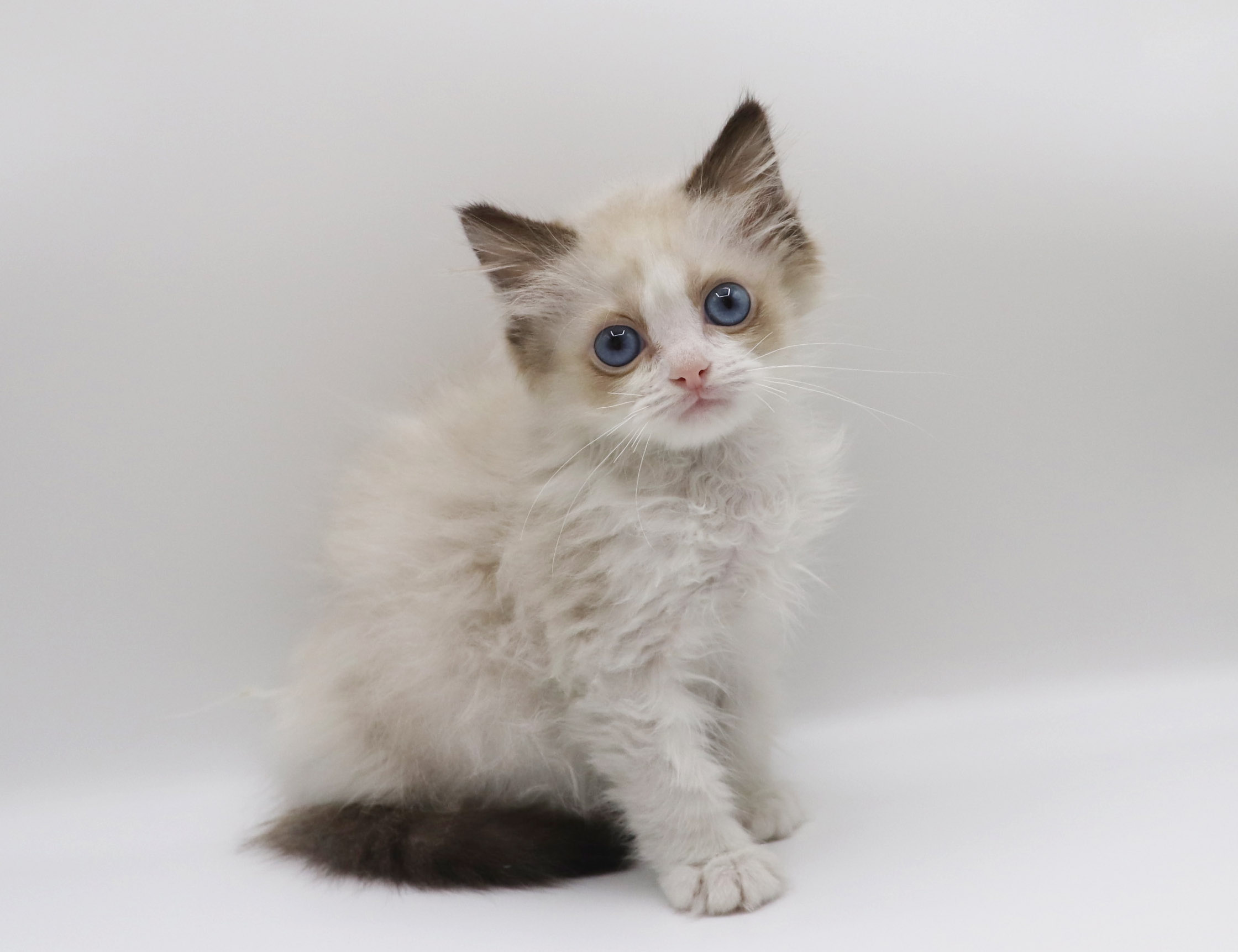 東京都のラグドール (DOG&CAT JOKER グリーンスプリングス立川店/2026年2月18日生まれ/女の子/シールポイントバイカラー)の子猫の2枚目の画像