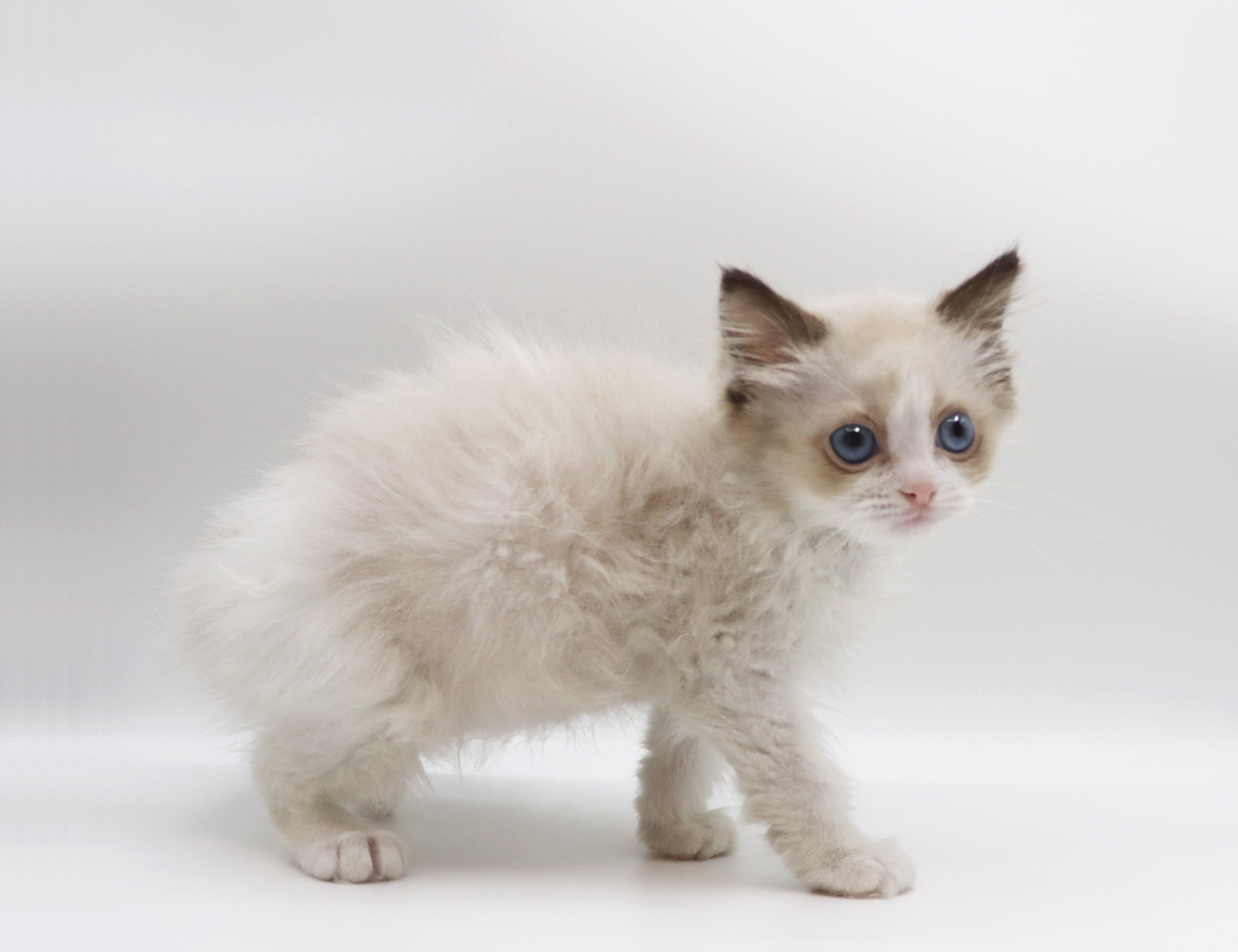 東京都のラグドール (DOG&CAT JOKER グリーンスプリングス立川店/2026年2月18日生まれ/女の子/シールポイントバイカラー)の子猫の3枚目の画像