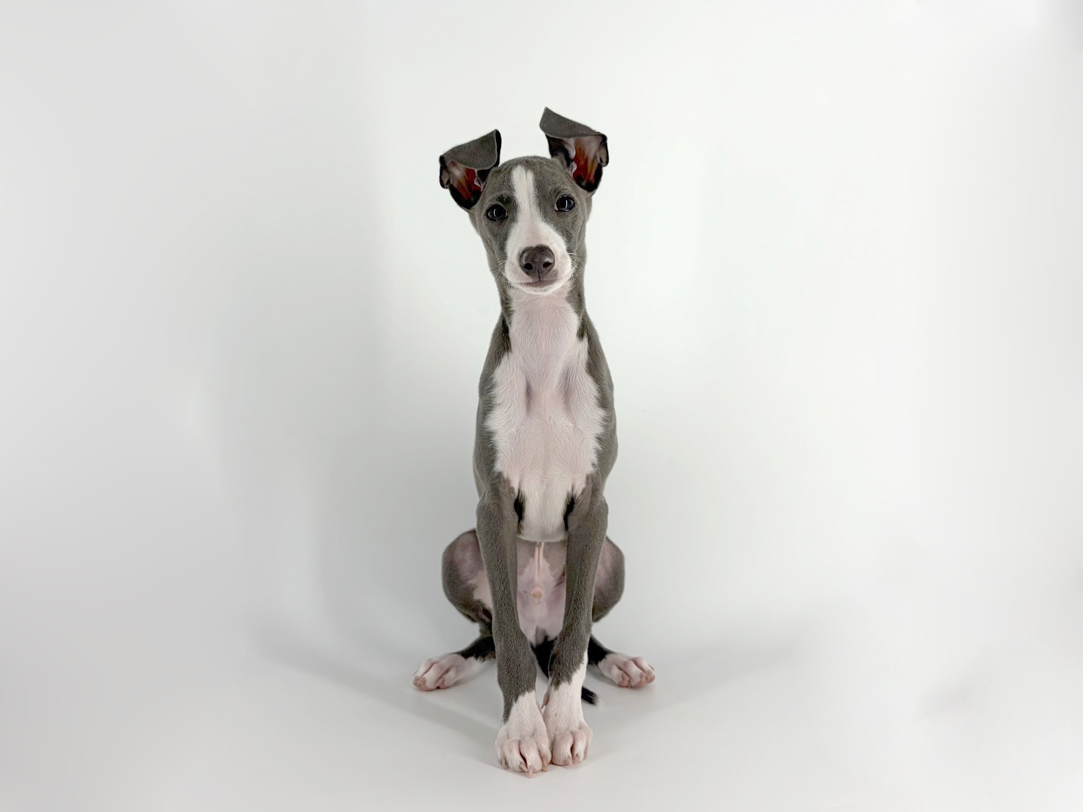 東京都のイタリアングレーハウンド (DOG&CAT JOKER 南町田グランベリーパーク店/2026年2月22日生まれ/男の子/ブルーホワイト)の子犬の2枚目の画像