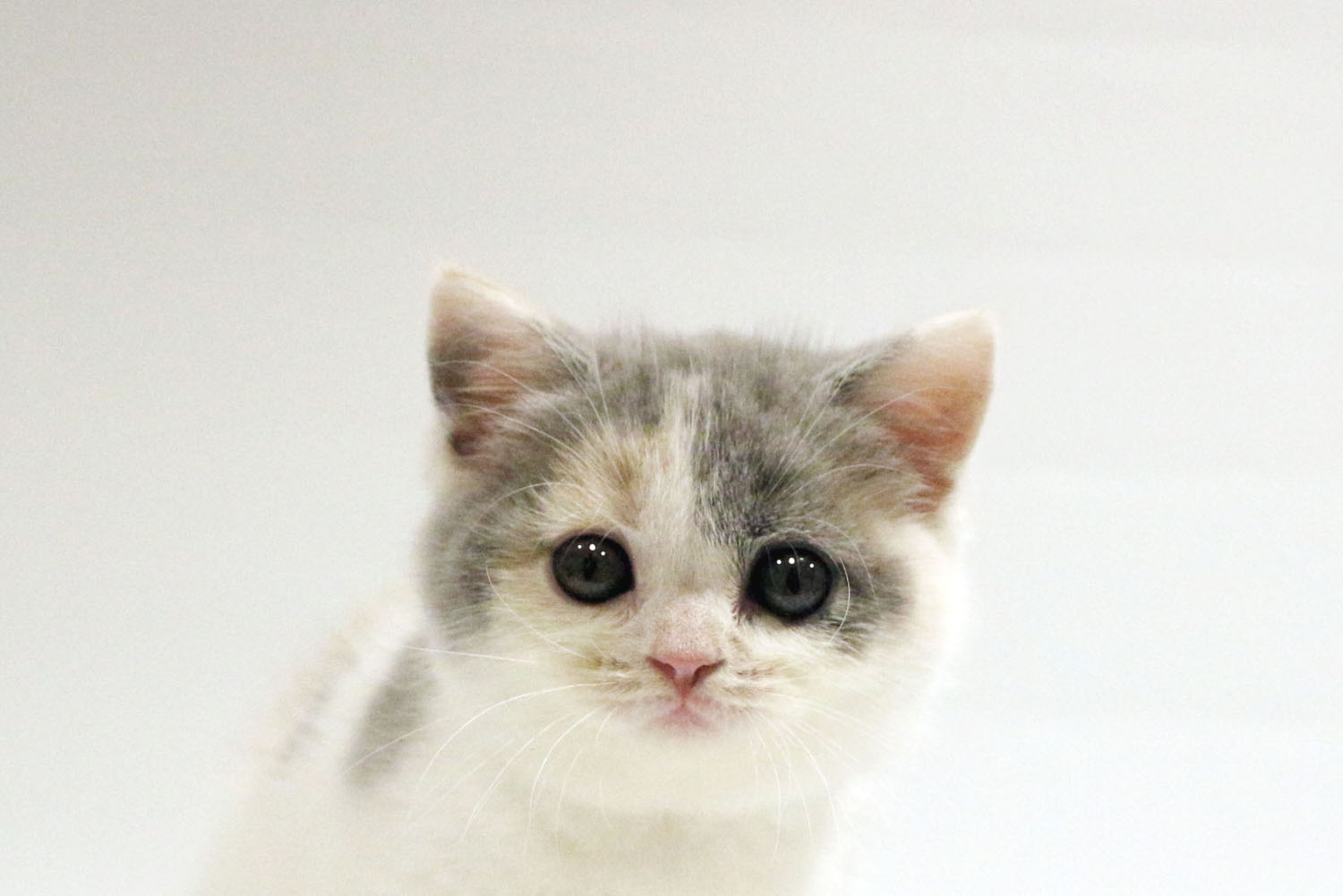 東京都のスコティッシュフォールド (DOG&CAT JOKER コピス吉祥寺店/2026年3月1日生まれ/女の子/ダイリュートキャリコ)の子猫の1枚目の画像