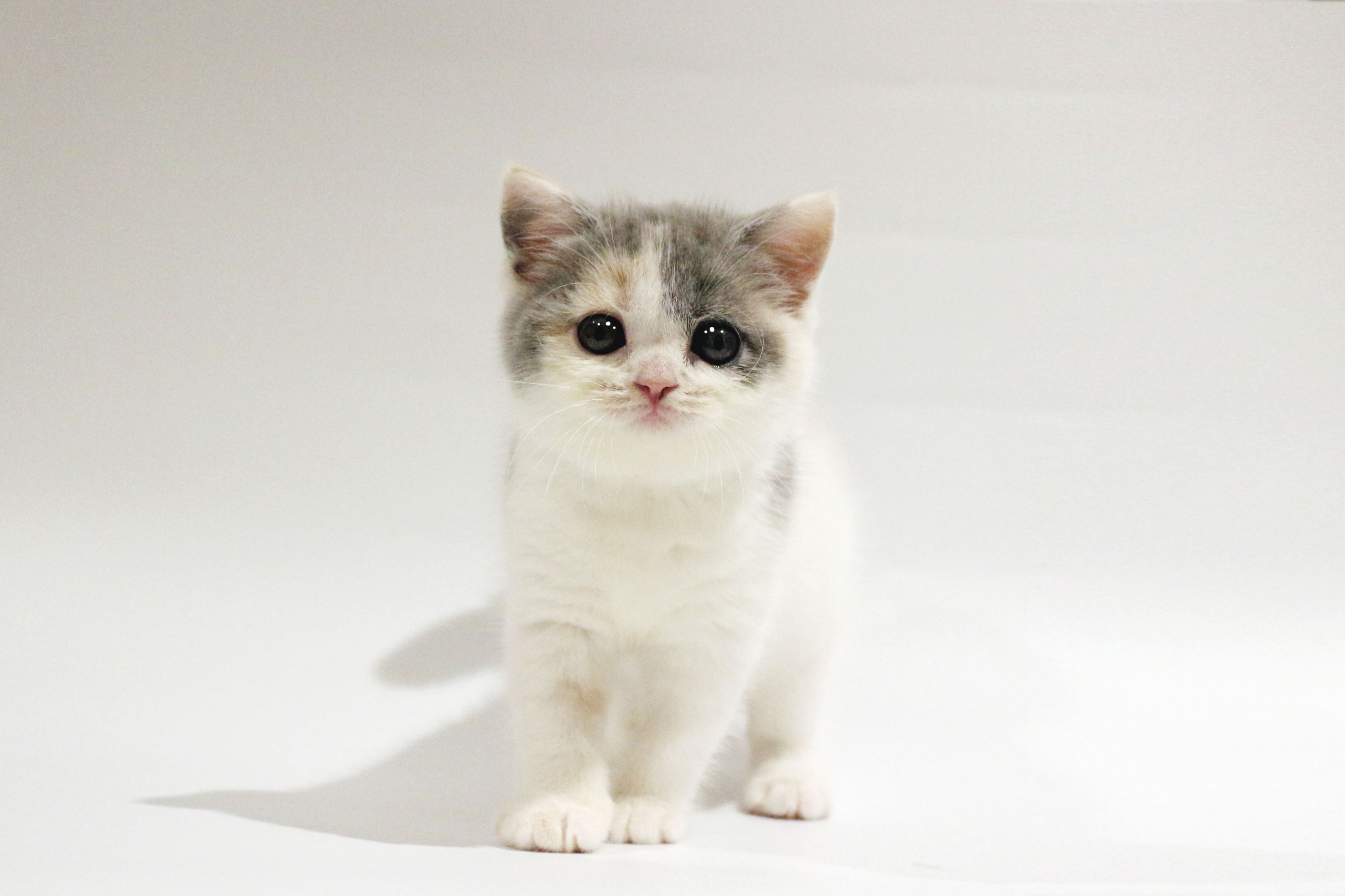 東京都のスコティッシュフォールド (DOG&CAT JOKER コピス吉祥寺店/2026年3月1日生まれ/女の子/ダイリュートキャリコ)の子猫の2枚目の画像