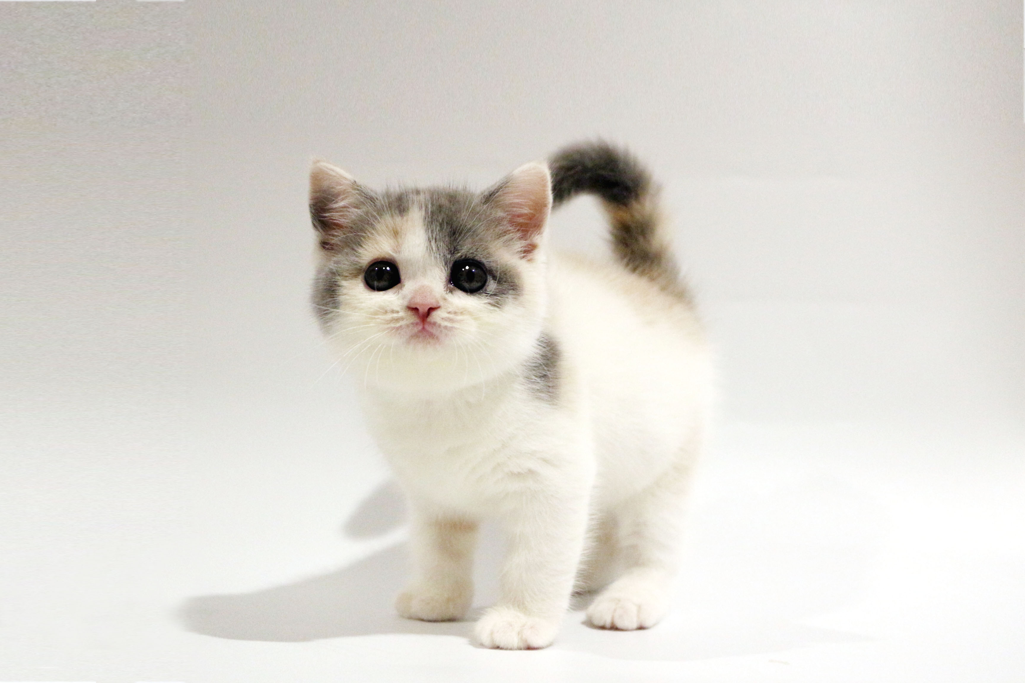 東京都のスコティッシュフォールド (DOG&CAT JOKER コピス吉祥寺店/2026年3月1日生まれ/女の子/ダイリュートキャリコ)の子猫の3枚目の画像