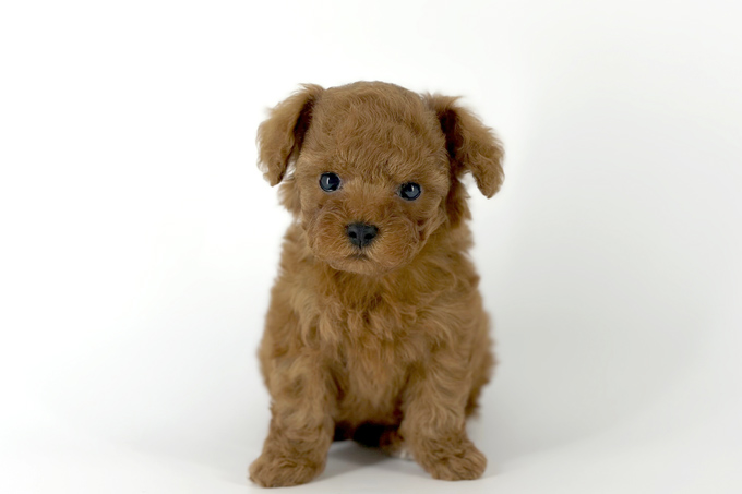 東京都のトイプードル(トイ) (DOG&CAT JOKER 南町田グランベリーパーク店/2026年3月15日生まれ/男の子/レッド)の子犬の2枚目の画像