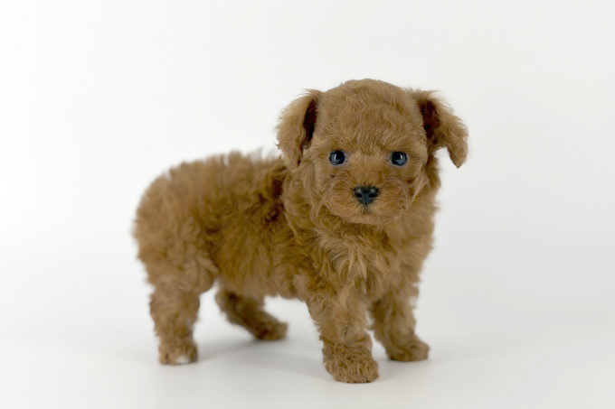 東京都のトイプードル(トイ) (DOG&CAT JOKER 南町田グランベリーパーク店/2026年3月15日生まれ/男の子/レッド)の子犬の3枚目の画像