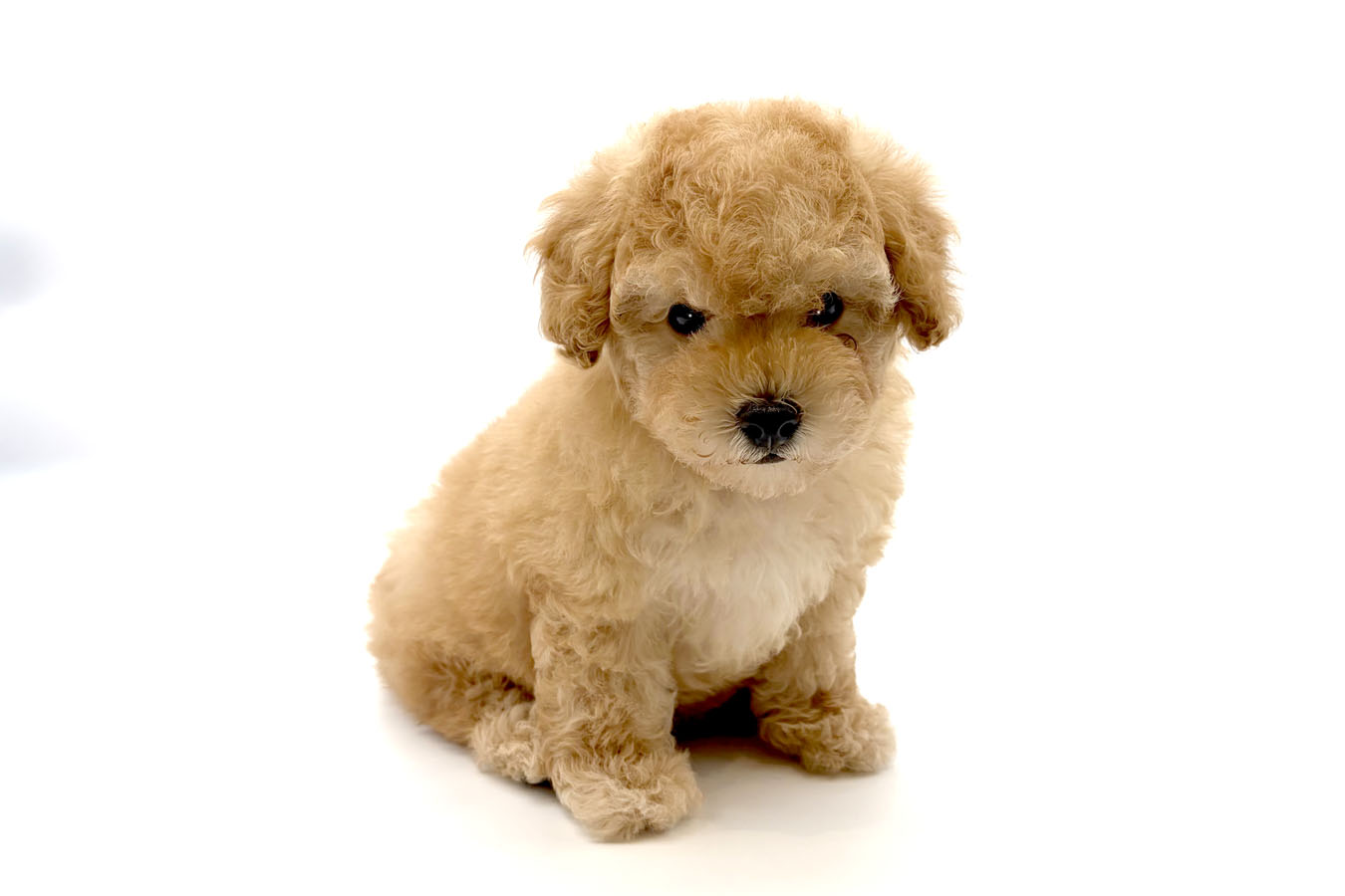 千葉県のトイプードル(トイ) (DOG&CAT JOKER ユニモちはら台店/2026年3月21日生まれ/男の子/アプリコット)の子犬の2枚目の画像