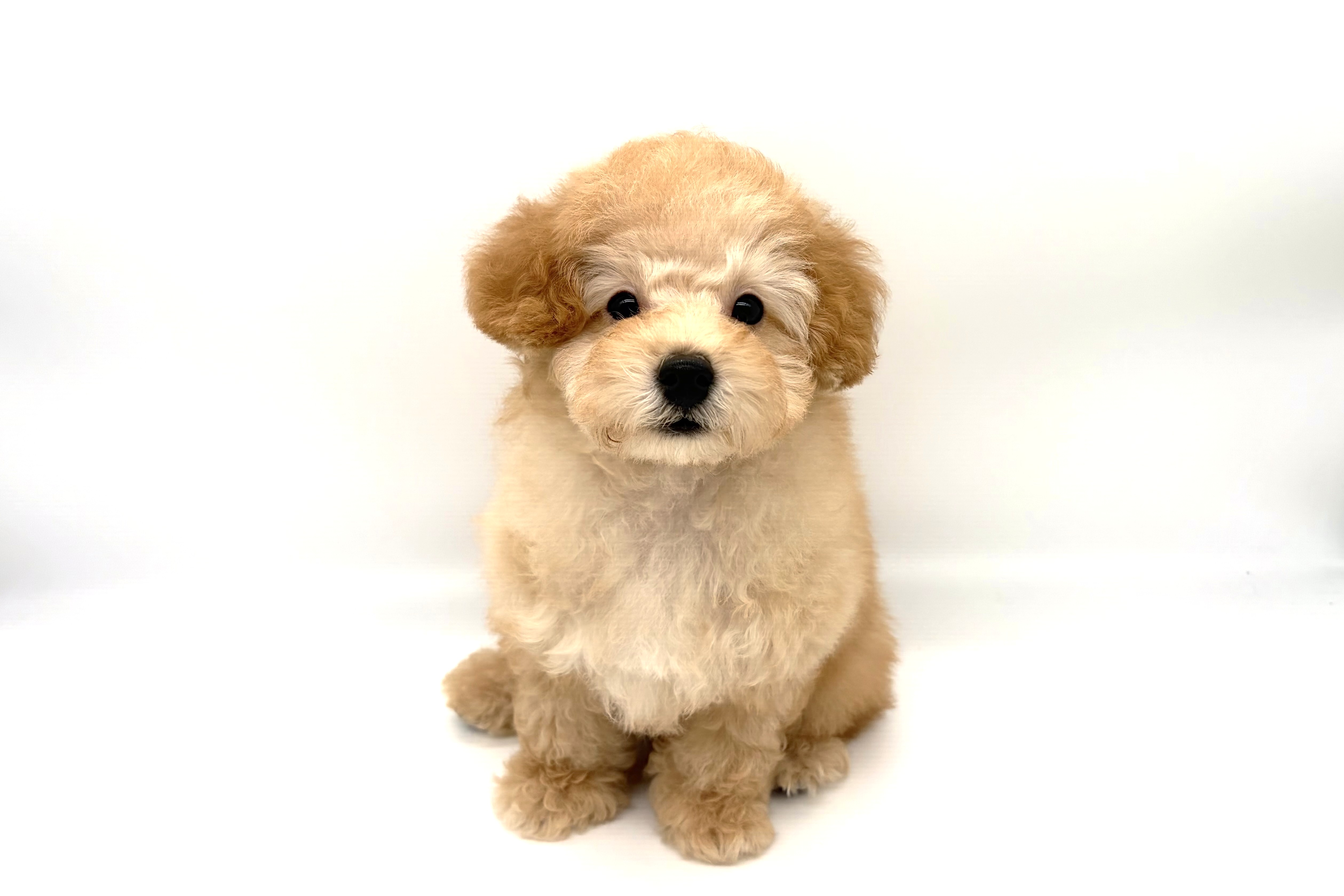 千葉県のトイプードル(トイ) (DOG&CAT JOKER ユニモちはら台店/2026年3月21日生まれ/男の子/アプリコット)の子犬の2枚目の画像