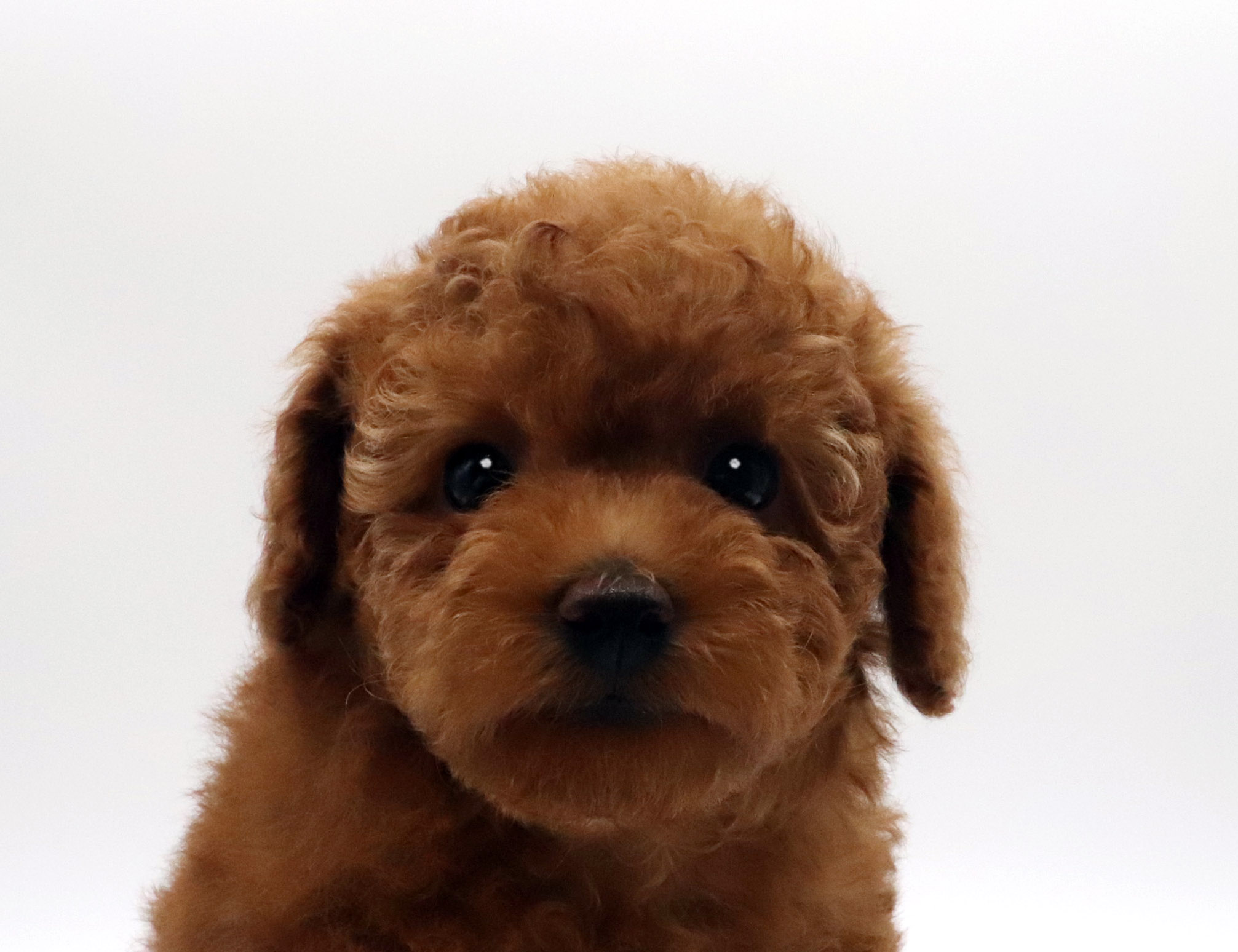 東京都のトイプードル(トイ) (DOG&CAT JOKER グリーンスプリングス立川店/2026年3月21日生まれ/女の子/レッド)の子犬の1枚目の画像