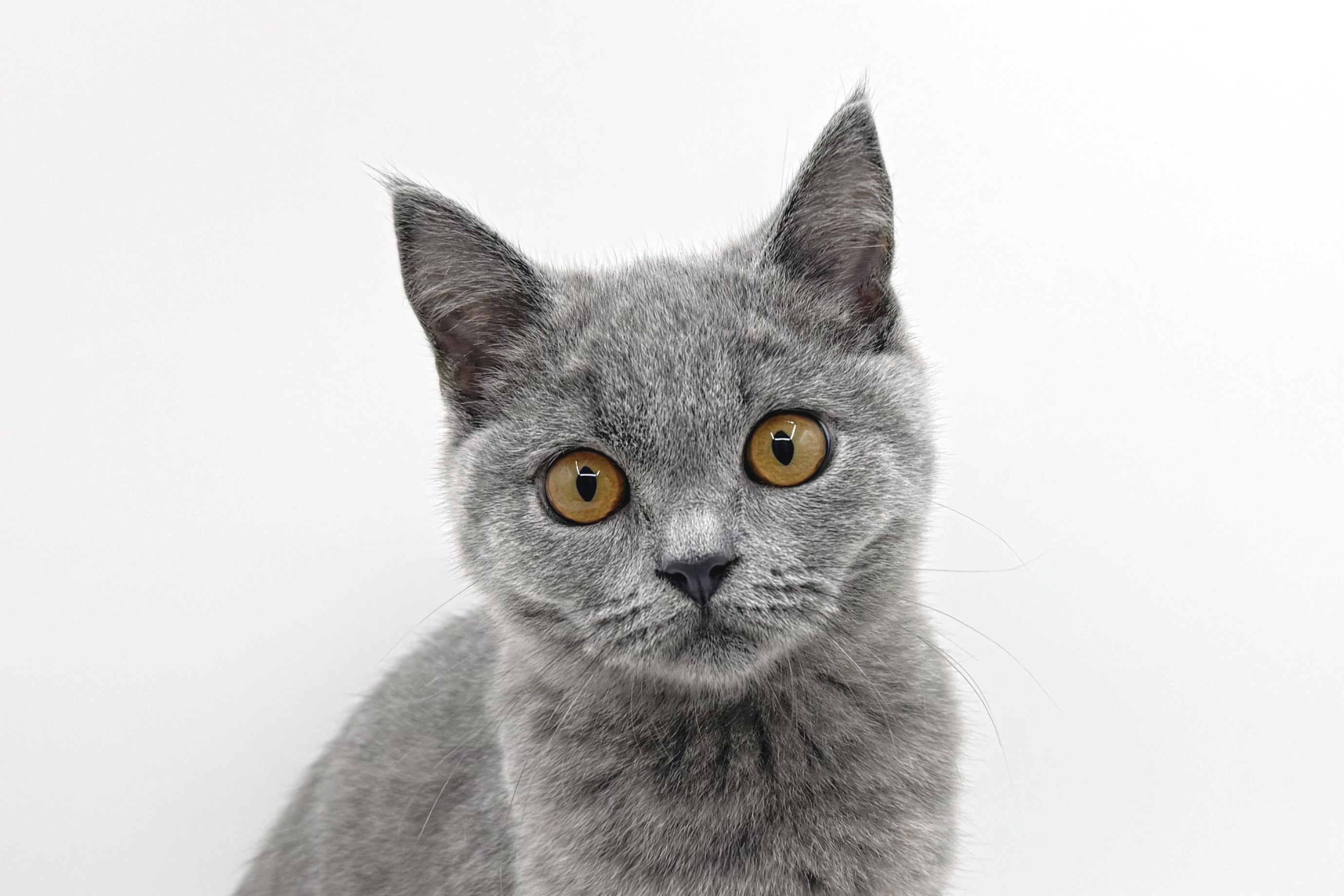 埼玉県のブリティッシュショートヘアー (DOG&CAT JOKER 樹モールプラザ川口店/2026年3月31日生まれ/男の子/ブルー)の子猫の1枚目の画像