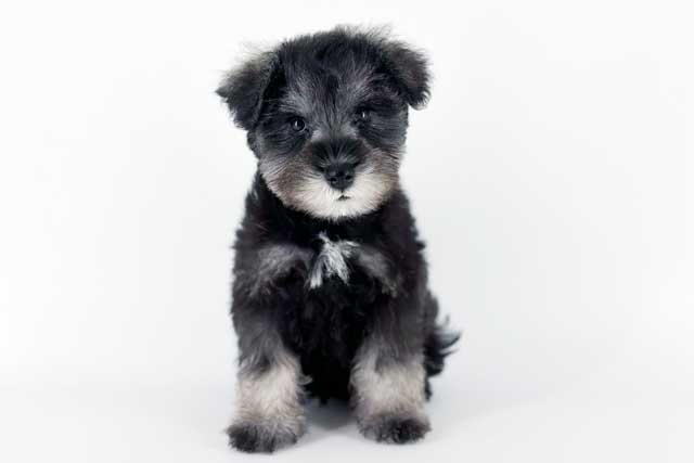 東京都のミニチュアシュナウザー (DOG&CAT JOKER 南町田グランベリーパーク店/2026年4月30日生まれ/男の子/ソルトペッパー)の子犬の2枚目の画像