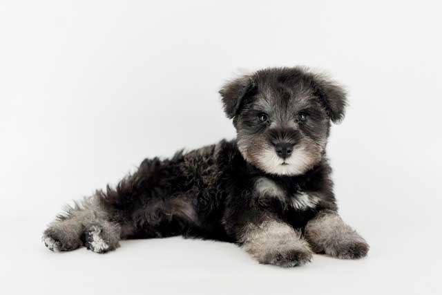 東京都のミニチュアシュナウザー (DOG&CAT JOKER 南町田グランベリーパーク店/2026年4月30日生まれ/男の子/ソルトペッパー)の子犬の3枚目の画像