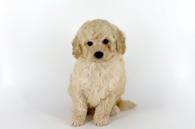 東京都のトイプードル(トイ) (DOG&CAT JOKER 南町田グランベリーパーク店/2026年4月11日生まれ/女の子/クリーム)の子犬の2枚目の画像