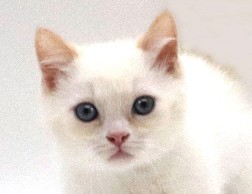 東京都のマンチカン (DOG&CAT JOKER グリーンスプリングス立川店/2026年4月10日生まれ/男の子/クリームポイント・ホワイト)の子猫の1枚目の画像