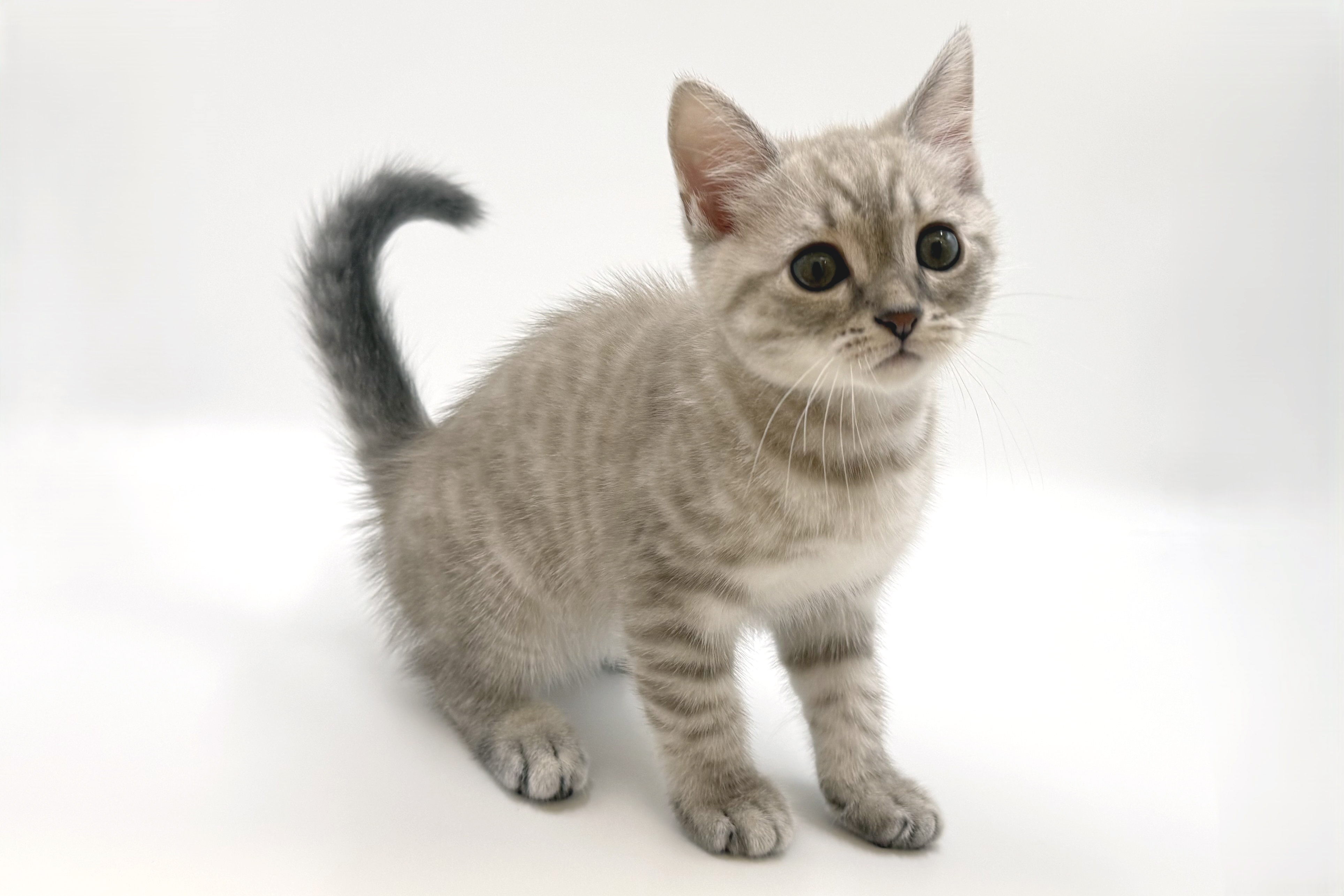 千葉県のマンチカン (DOG&CAT JOKER ららぽーと柏の葉店/2026年4月10日生まれ/男の子/セピアスポテッドタビー)の子猫の2枚目の画像