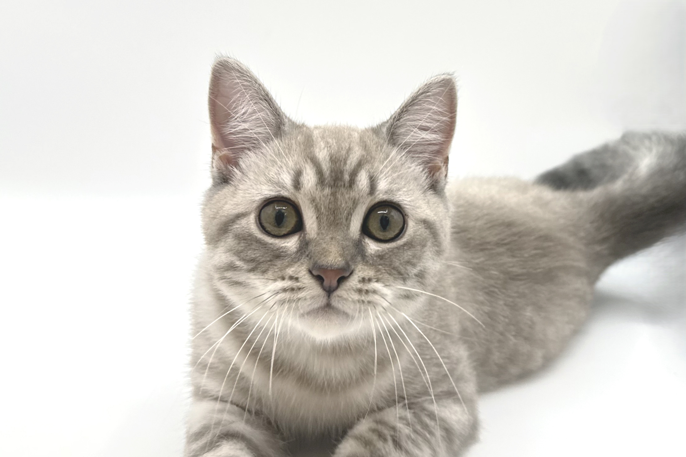 千葉県のマンチカン (DOG&CAT JOKER ららぽーと柏の葉店/2026年4月10日生まれ/男の子/セピアスポテッドタビー)の子猫の1枚目の画像