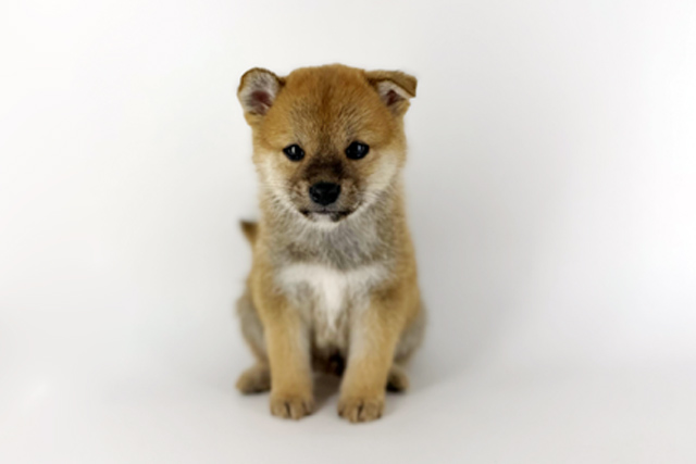 東京都の柴犬(標準サイズ) (DOG&CAT JOKER 南町田グランベリーパーク店/2026年4月11日生まれ/男の子/赤)の子犬の2枚目の画像