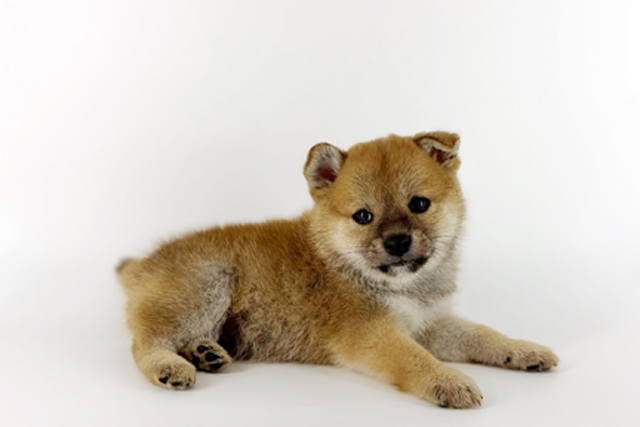 東京都の柴犬(標準サイズ) (DOG&CAT JOKER 南町田グランベリーパーク店/2026年4月11日生まれ/男の子/赤)の子犬の3枚目の画像