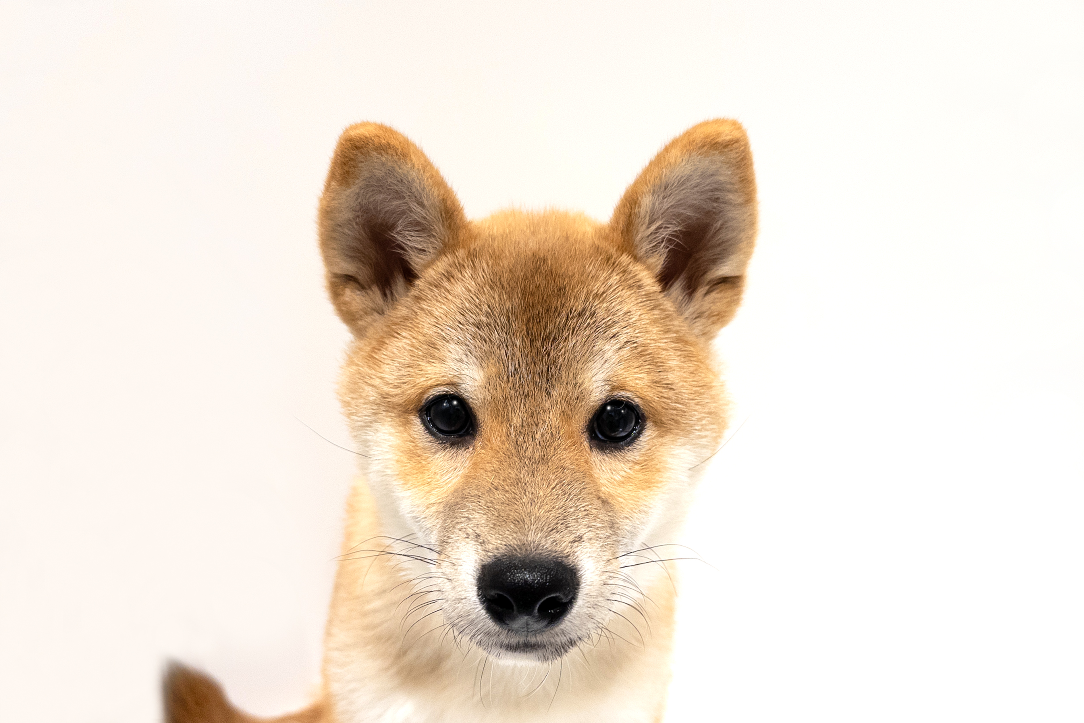 埼玉県の柴犬(標準サイズ) (DOG&CAT JOKER 樹モールプラザ川口店/2026年4月11日生まれ/男の子/赤)の子犬の1枚目の画像
