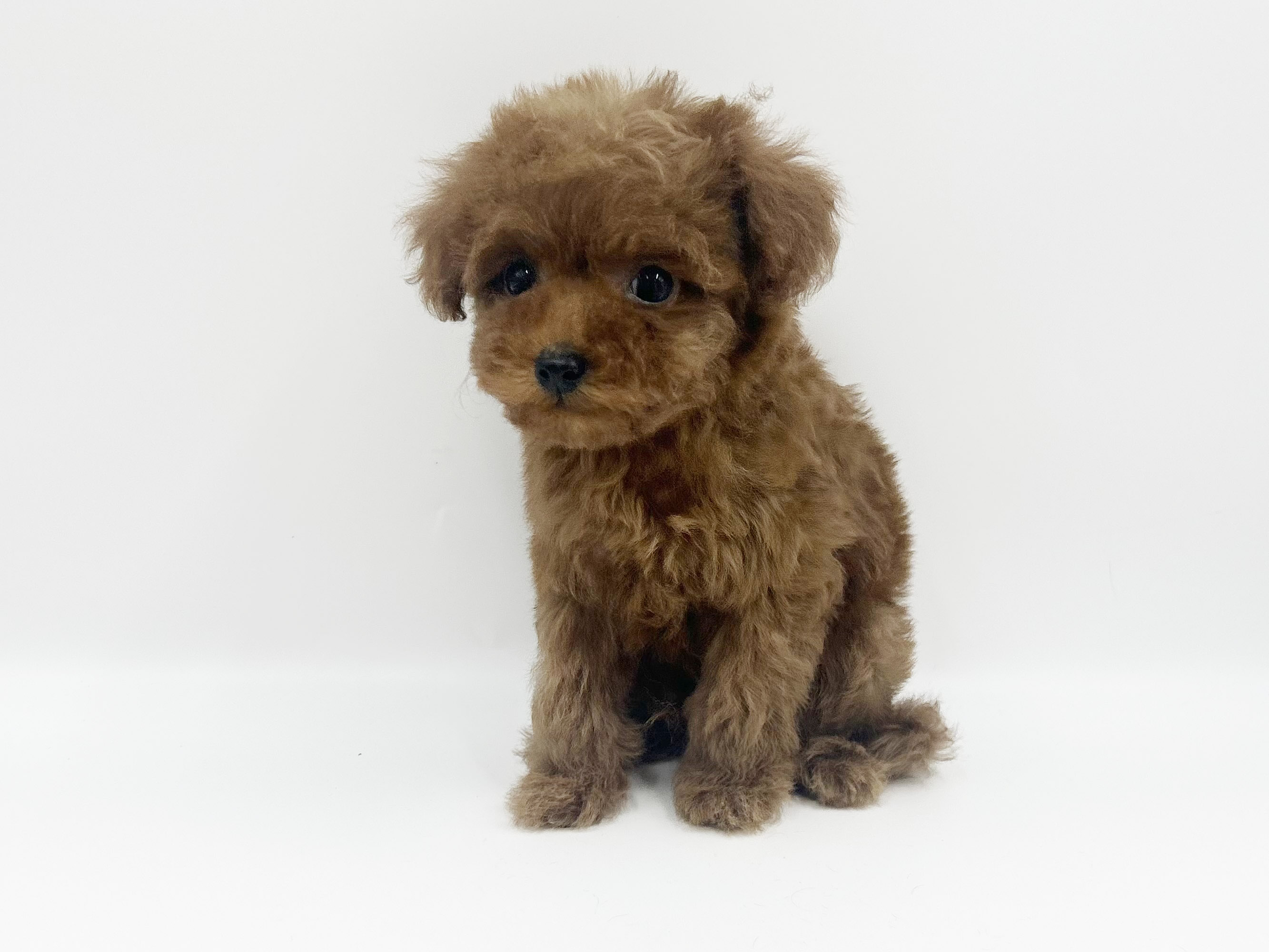 神奈川県のトイプードル(トイ) (DOG&CAT JOKER ららぽーと横浜店/2026年4月12日生まれ/男の子/レッド)の子犬の2枚目の画像