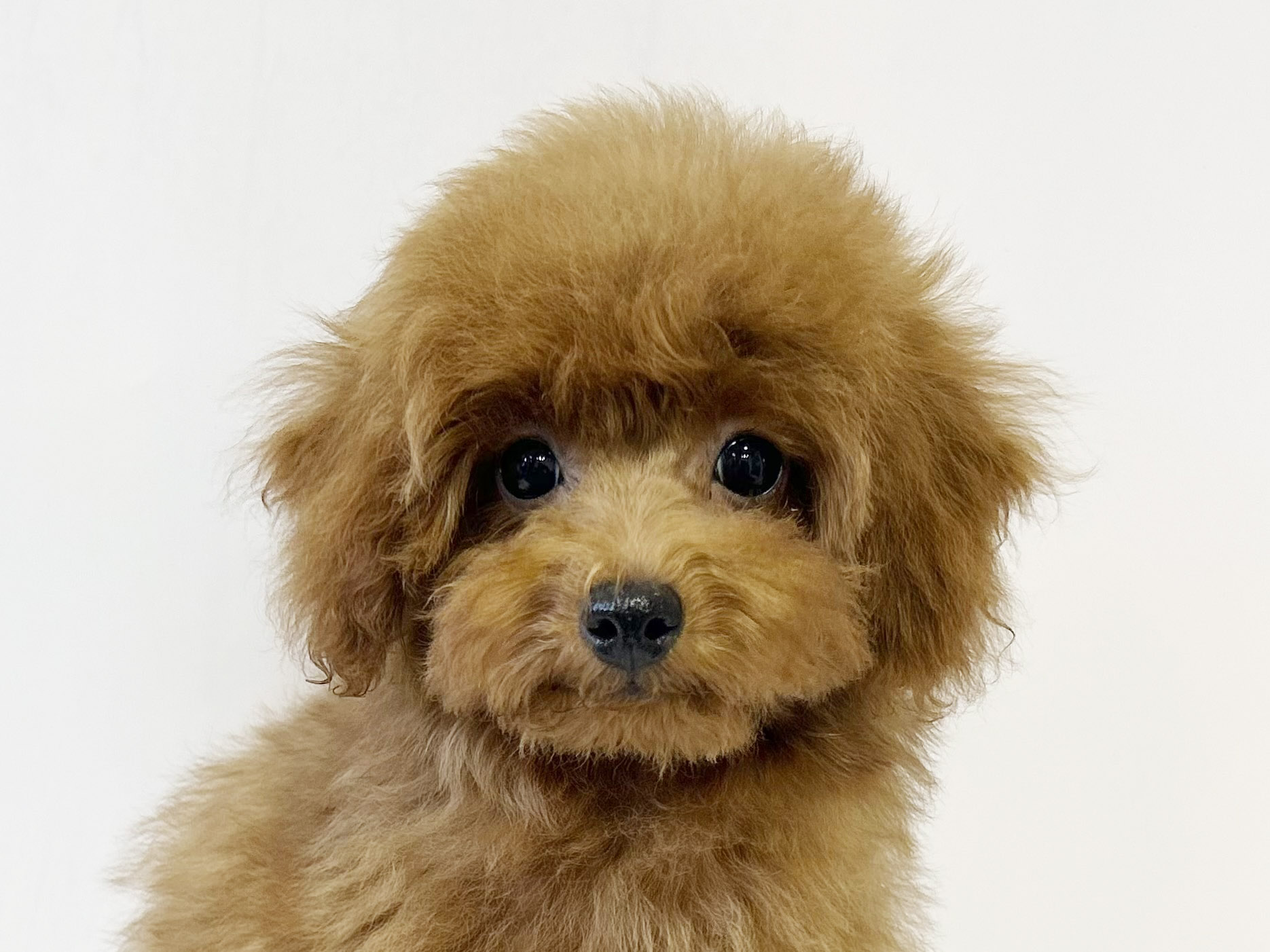 神奈川県のトイプードル(トイ) (DOG&CAT JOKER ららぽーと横浜店/2026年4月12日生まれ/男の子/レッド)の子犬の1枚目の画像