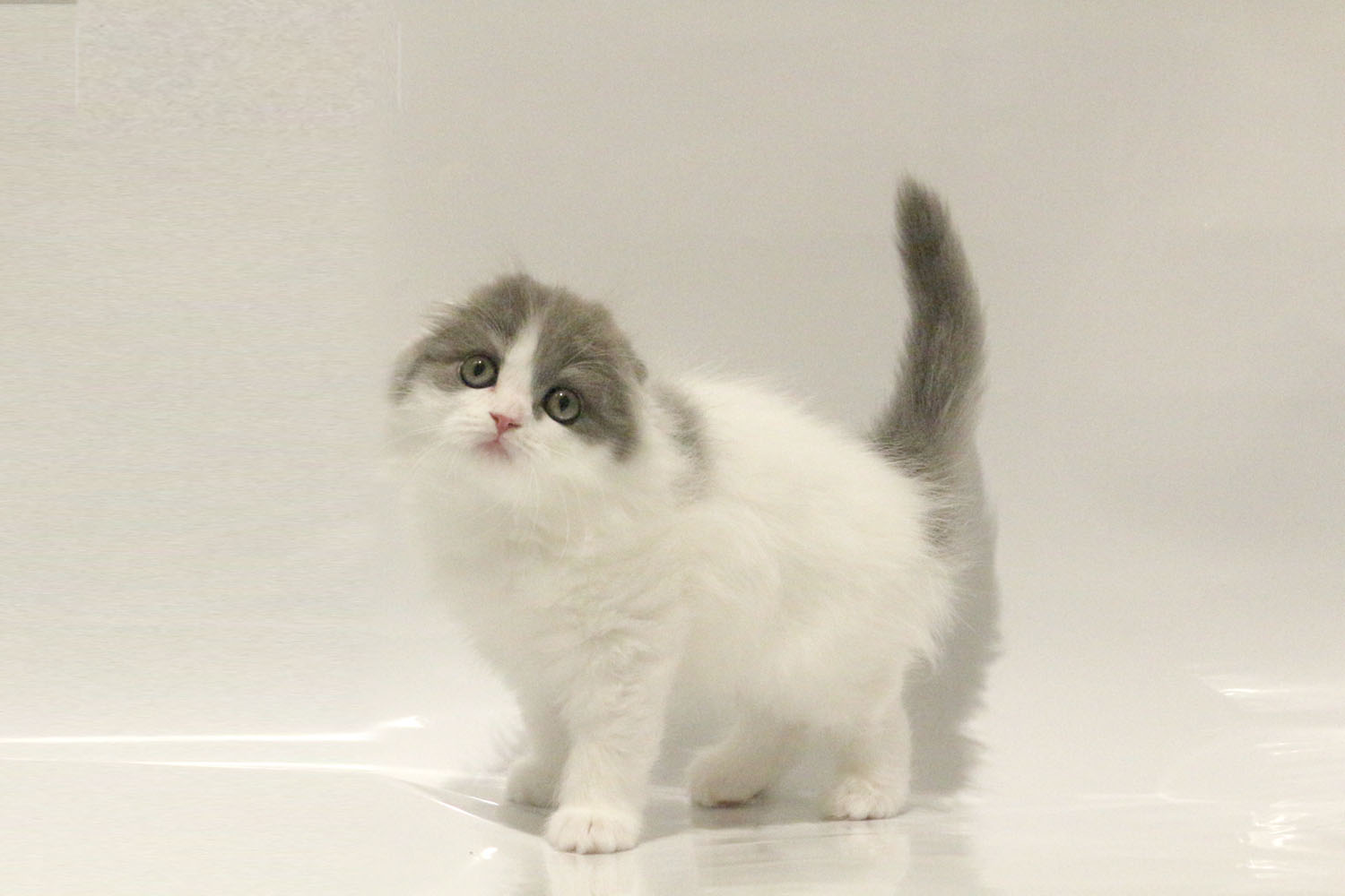 東京都のスコティッシュフォールド (DOG&CAT JOKER コピス吉祥寺店/2026年4月7日生まれ/男の子/ブルーホワイト)の子猫の2枚目の画像