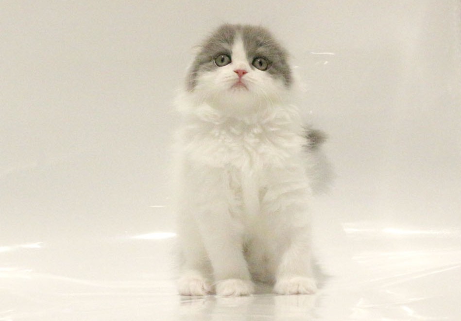 東京都のスコティッシュフォールド (DOG&CAT JOKER コピス吉祥寺店/2026年4月7日生まれ/男の子/ブルーホワイト)の子猫の3枚目の画像