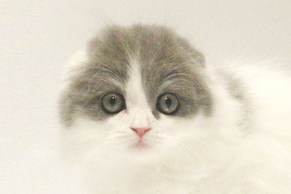 東京都のスコティッシュフォールド (DOG&CAT JOKER コピス吉祥寺店/2026年4月7日生まれ/男の子/ブルーホワイト)の子猫の1枚目の画像